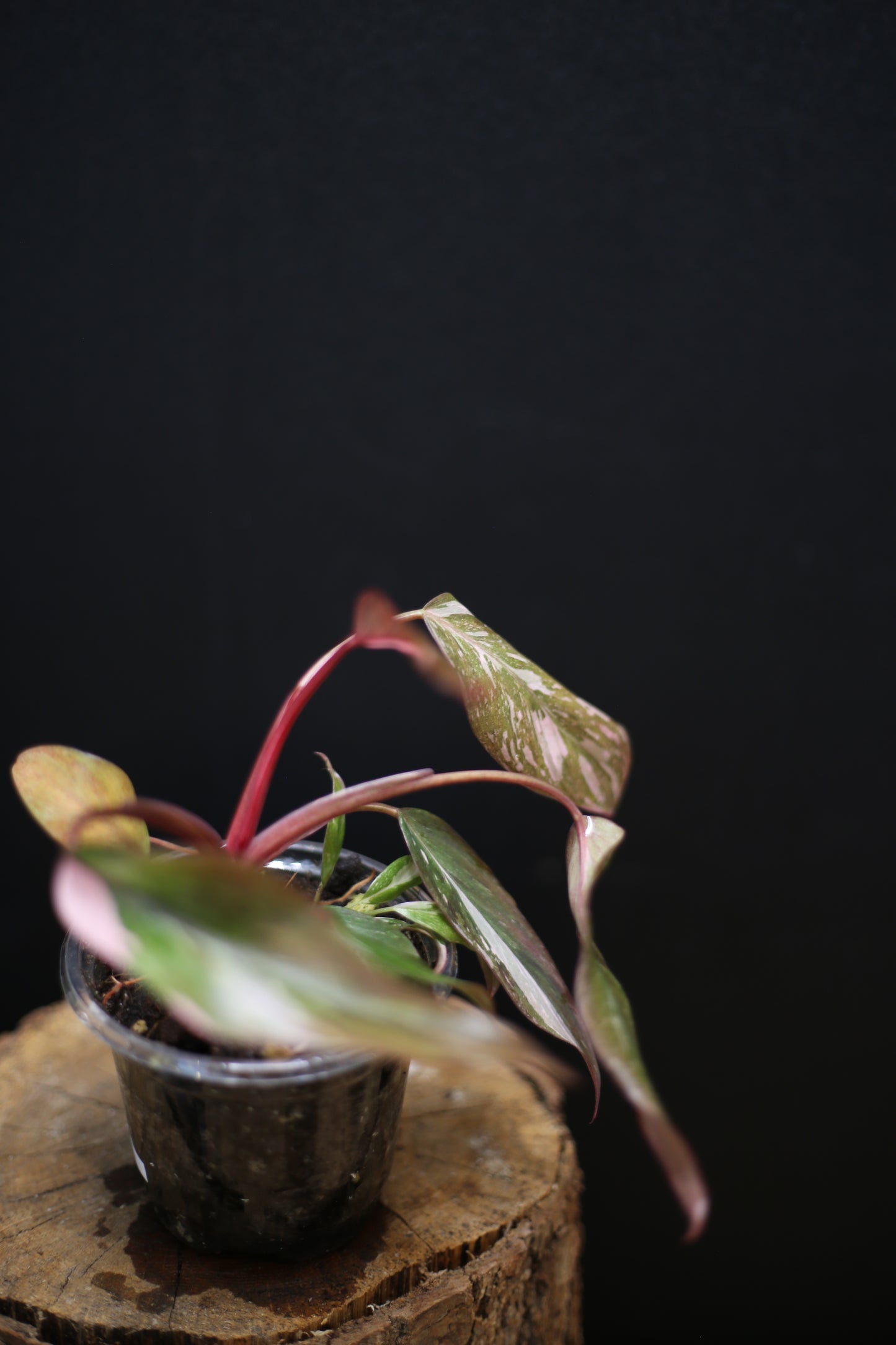 Philodendron Pink Princess Galaxy - Beautiful Pink Splash Emerging -  Rooted Plant UK