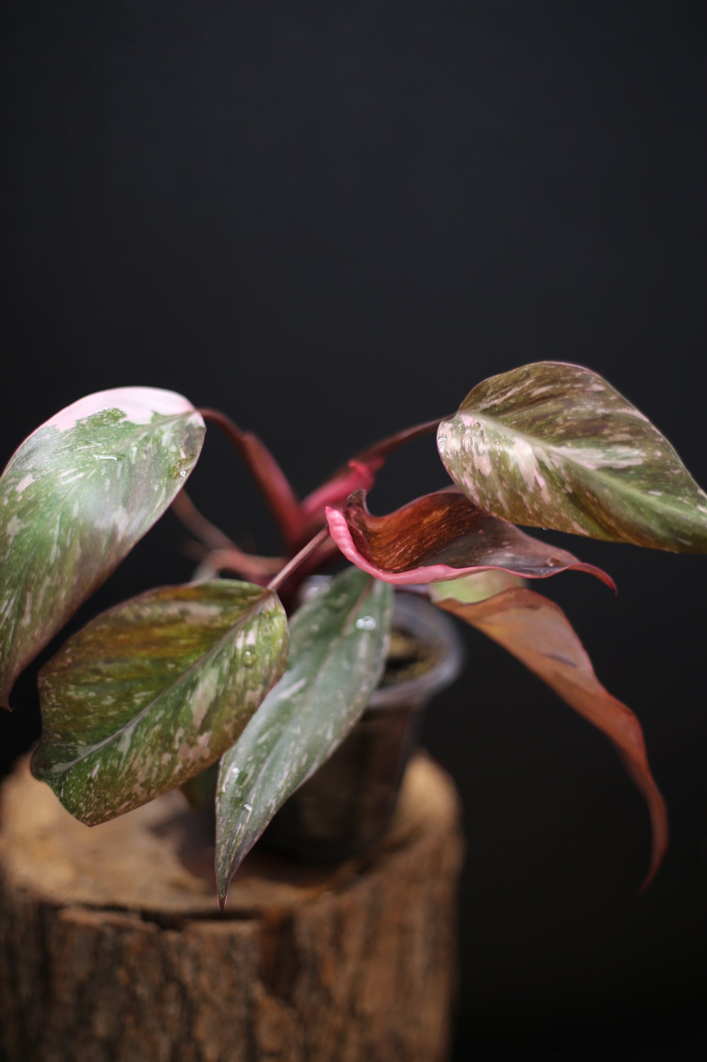 Philodendron Pink Princess Galaxy - Pink Splash Emerging - New Growth - Rooted Plant UK