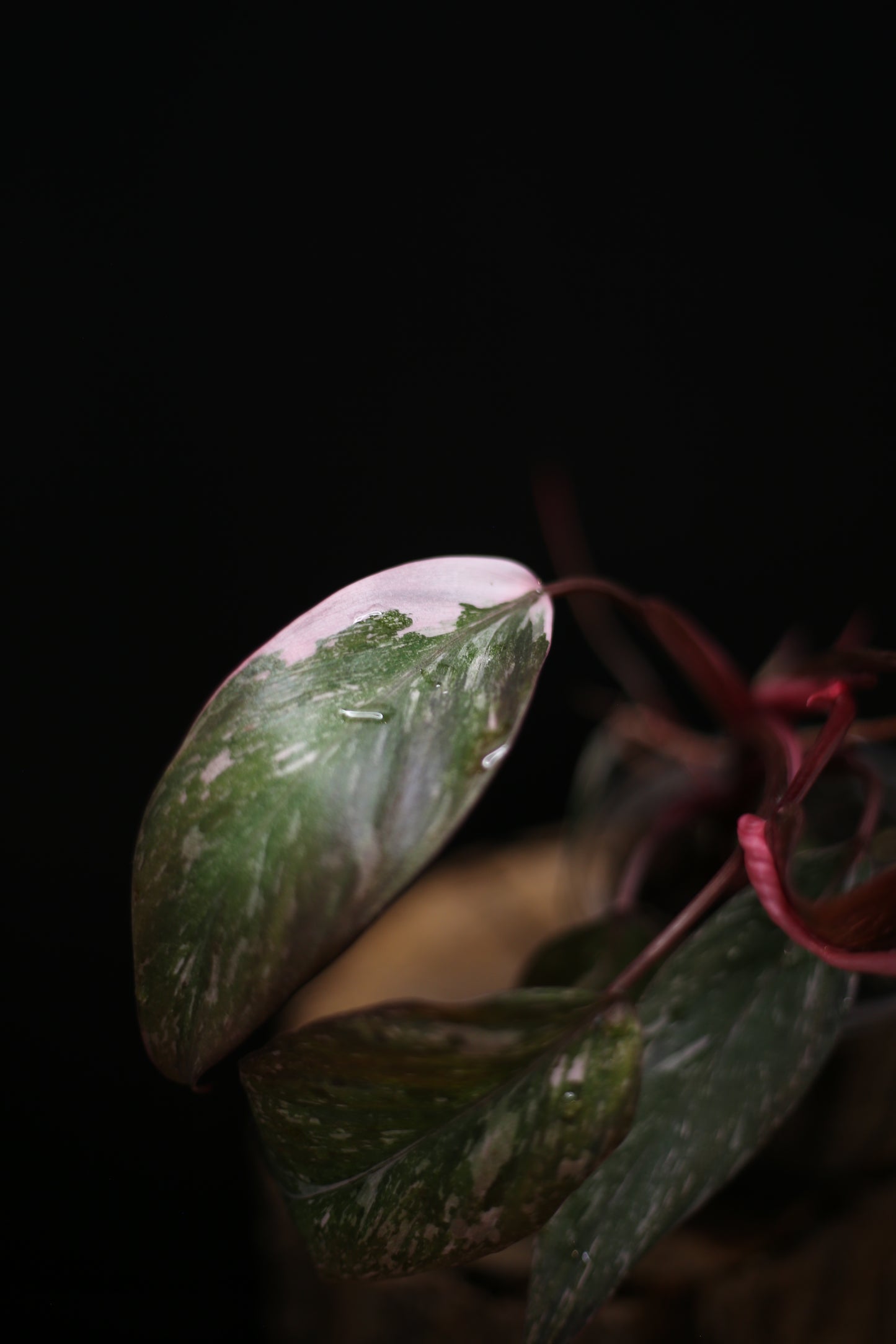 Philodendron Pink Princess Galaxy - Pink Splash Emerging - New Growth - Rooted Plant UK