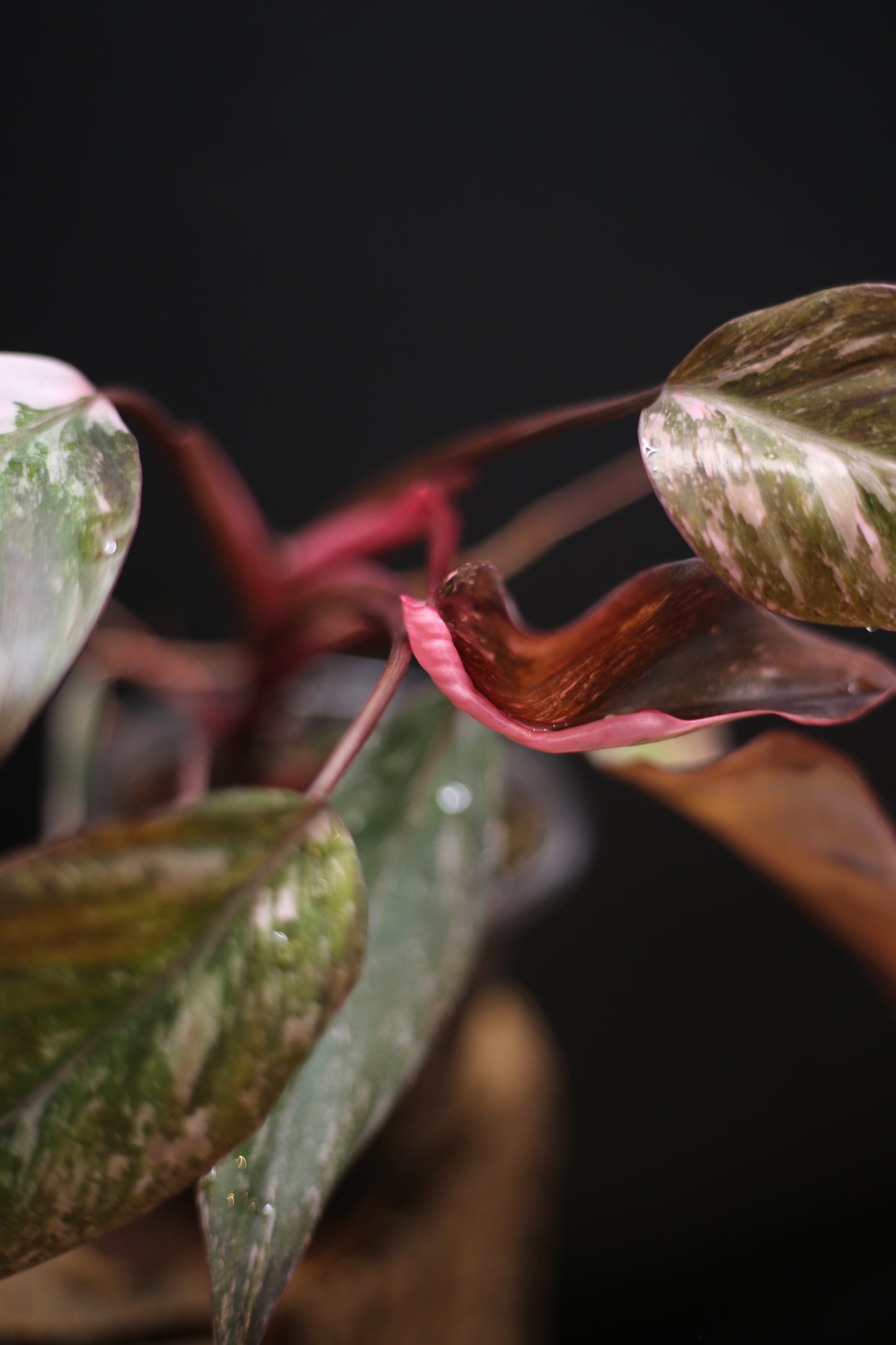 Philodendron Pink Princess Galaxy - Pink Splash Emerging - New Growth - Rooted Plant UK
