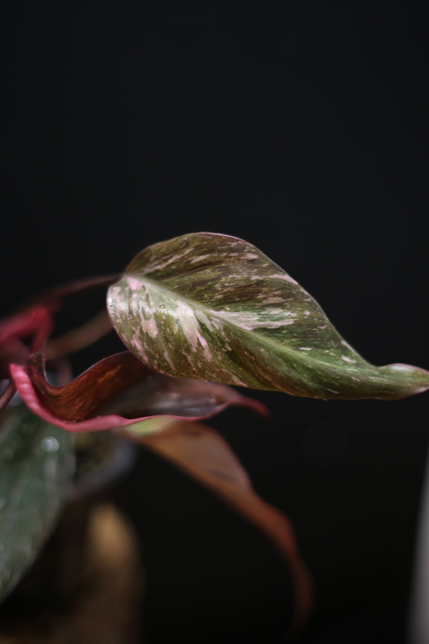 Philodendron Pink Princess Galaxy - Pink Splash Emerging - New Growth - Rooted Plant UK