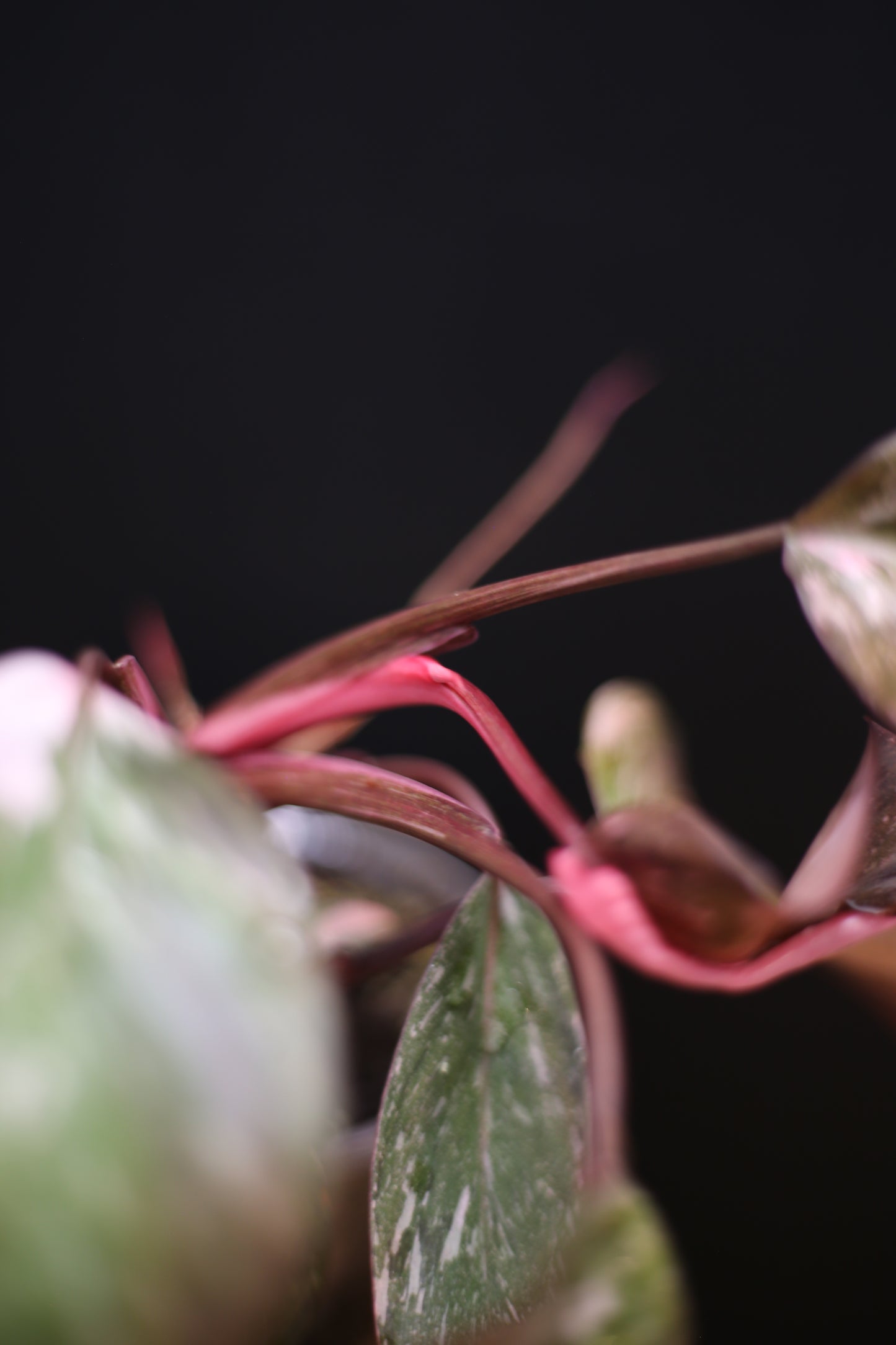Philodendron Pink Princess Galaxy - Pink Splash Emerging - New Growth - Rooted Plant UK
