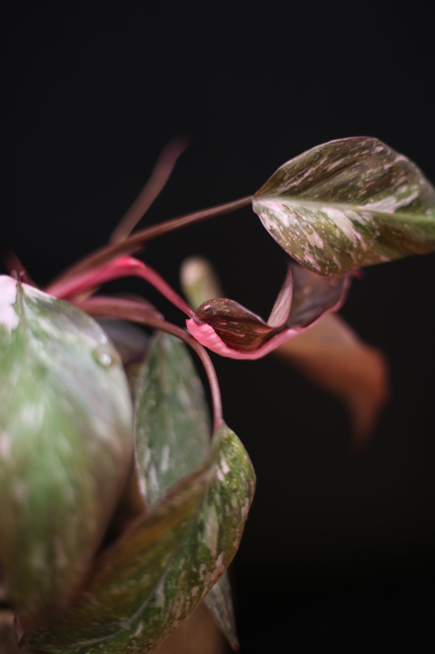 Philodendron Pink Princess Galaxy - Pink Splash Emerging - New Growth - Rooted Plant UK