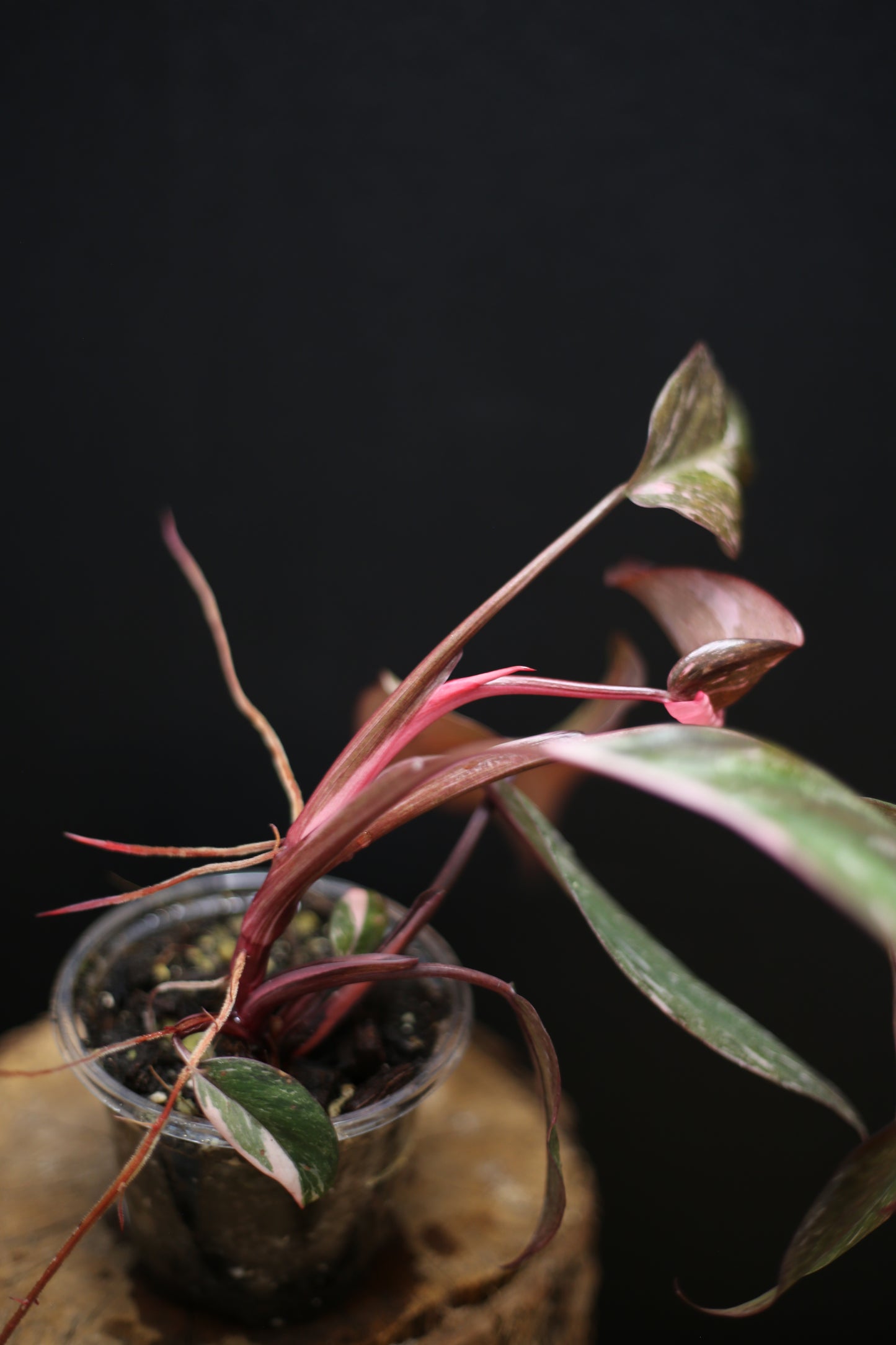 Philodendron Pink Princess Galaxy - Pink Splash Emerging - New Growth - Rooted Plant UK