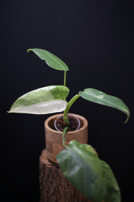Growing - Philodendron Jose Buono Variegata - Heavily Variegated - New Bud Emerging - Rooted Plant UK