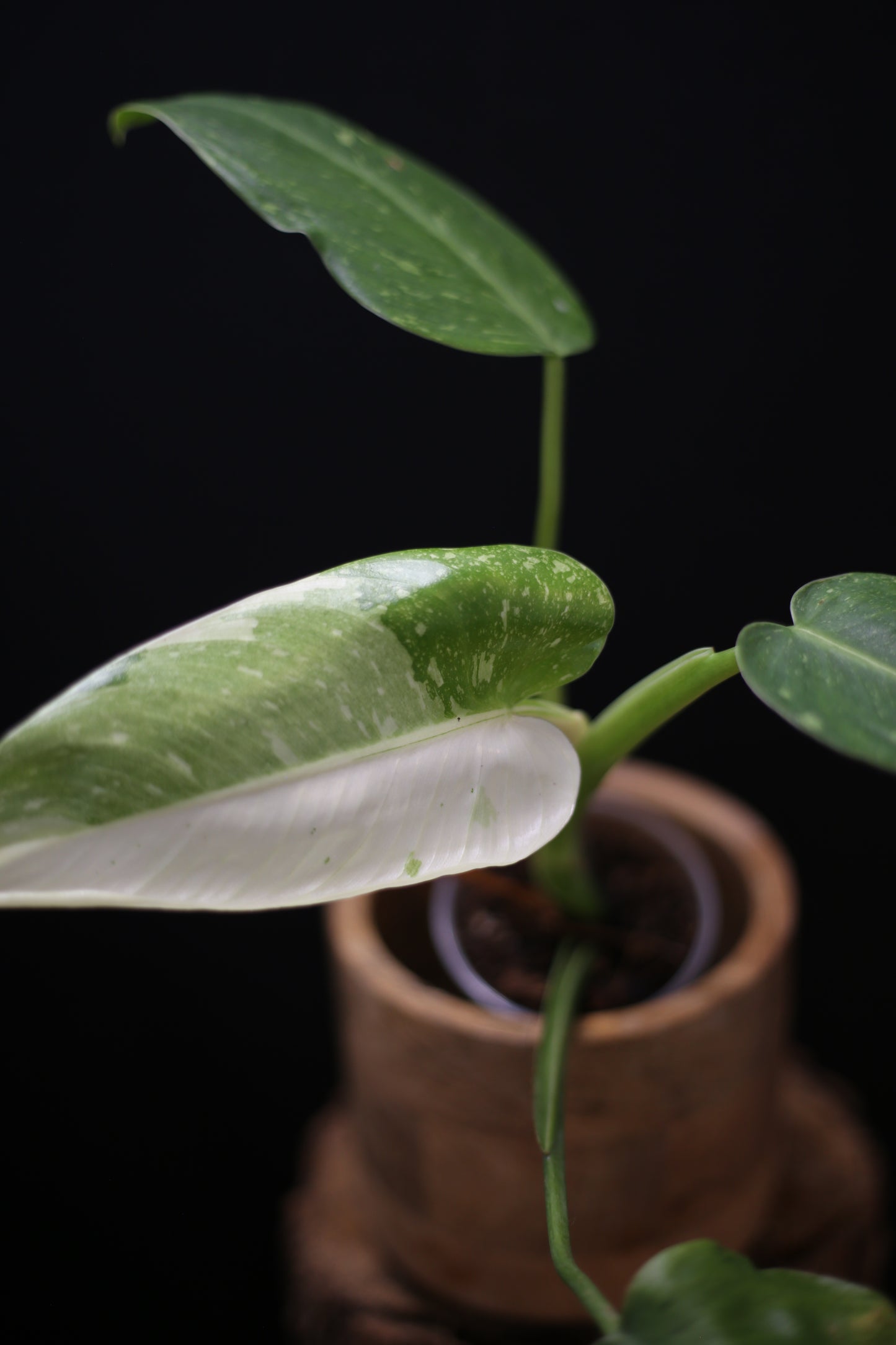 Growing - Philodendron Jose Buono Variegata - Heavily Variegated - New Bud Emerging - Rooted Plant UK