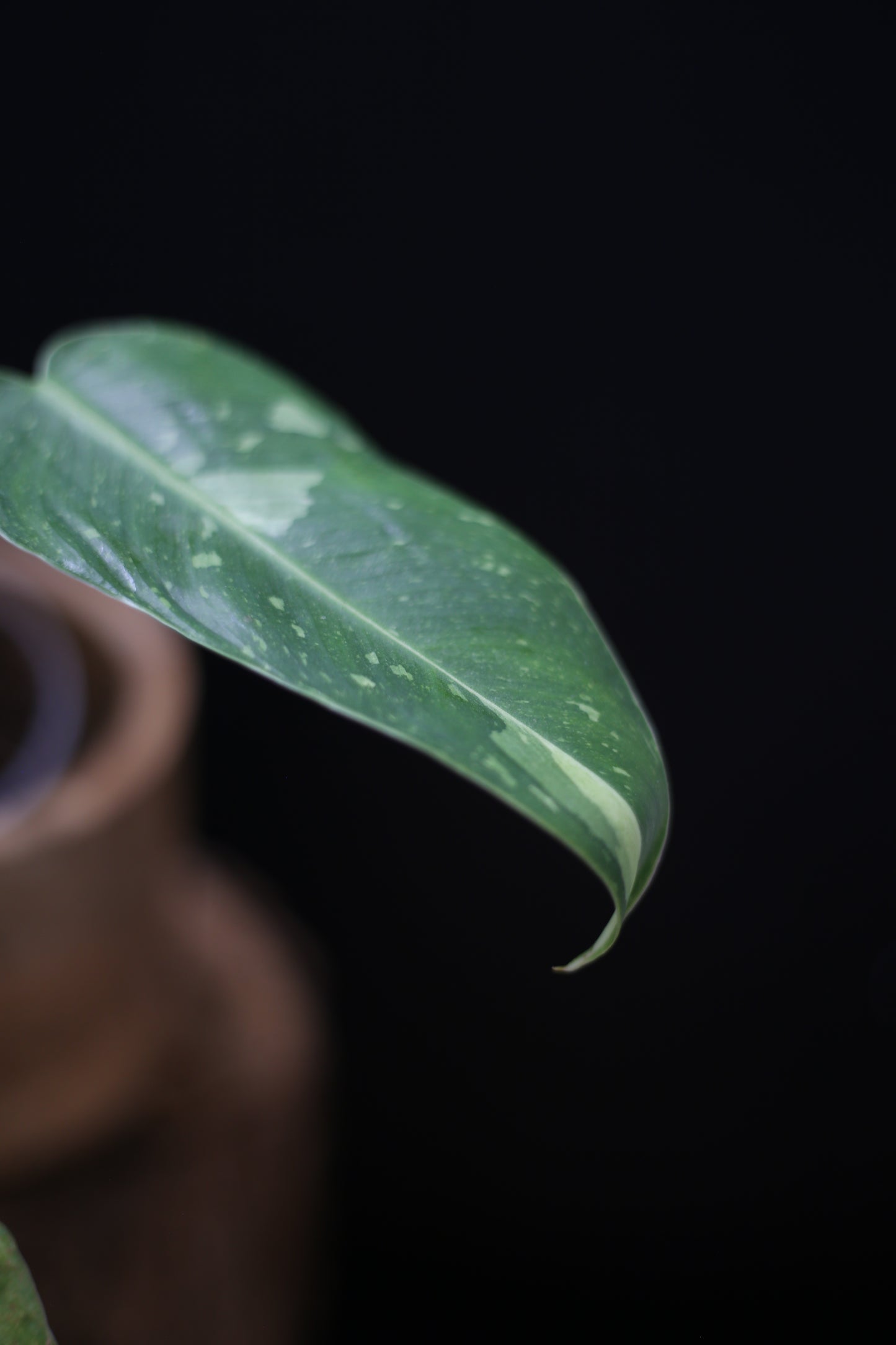 Growing - Philodendron Jose Buono Variegata - Heavily Variegated - New Bud Emerging - Rooted Plant UK