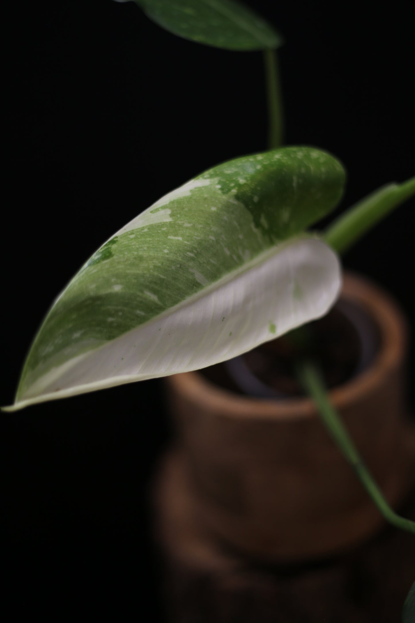 Growing - Philodendron Jose Buono Variegata - Heavily Variegated - New Bud Emerging - Rooted Plant UK