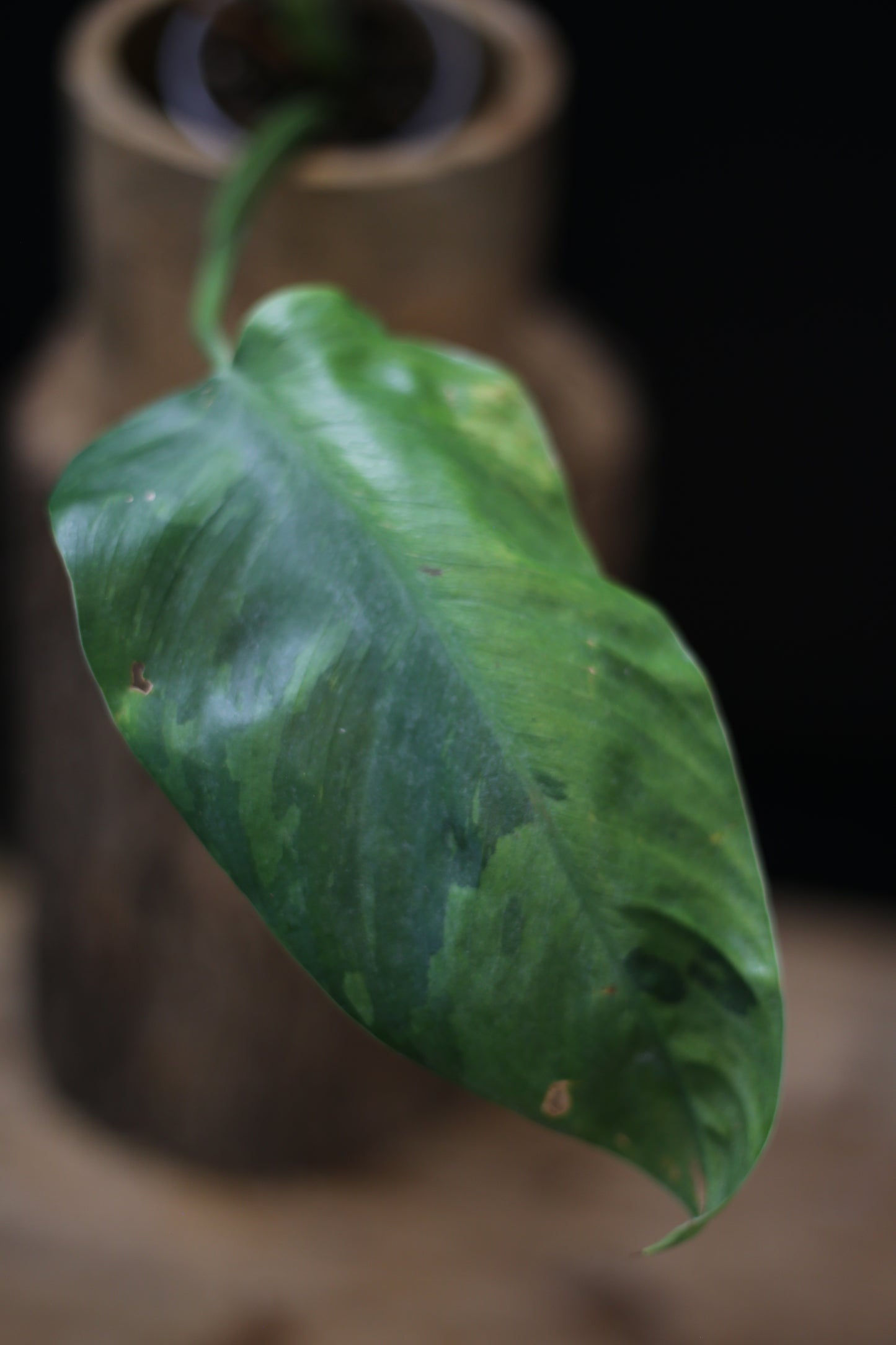 Growing - Philodendron Jose Buono Variegata - Heavily Variegated - New Bud Emerging - Rooted Plant UK