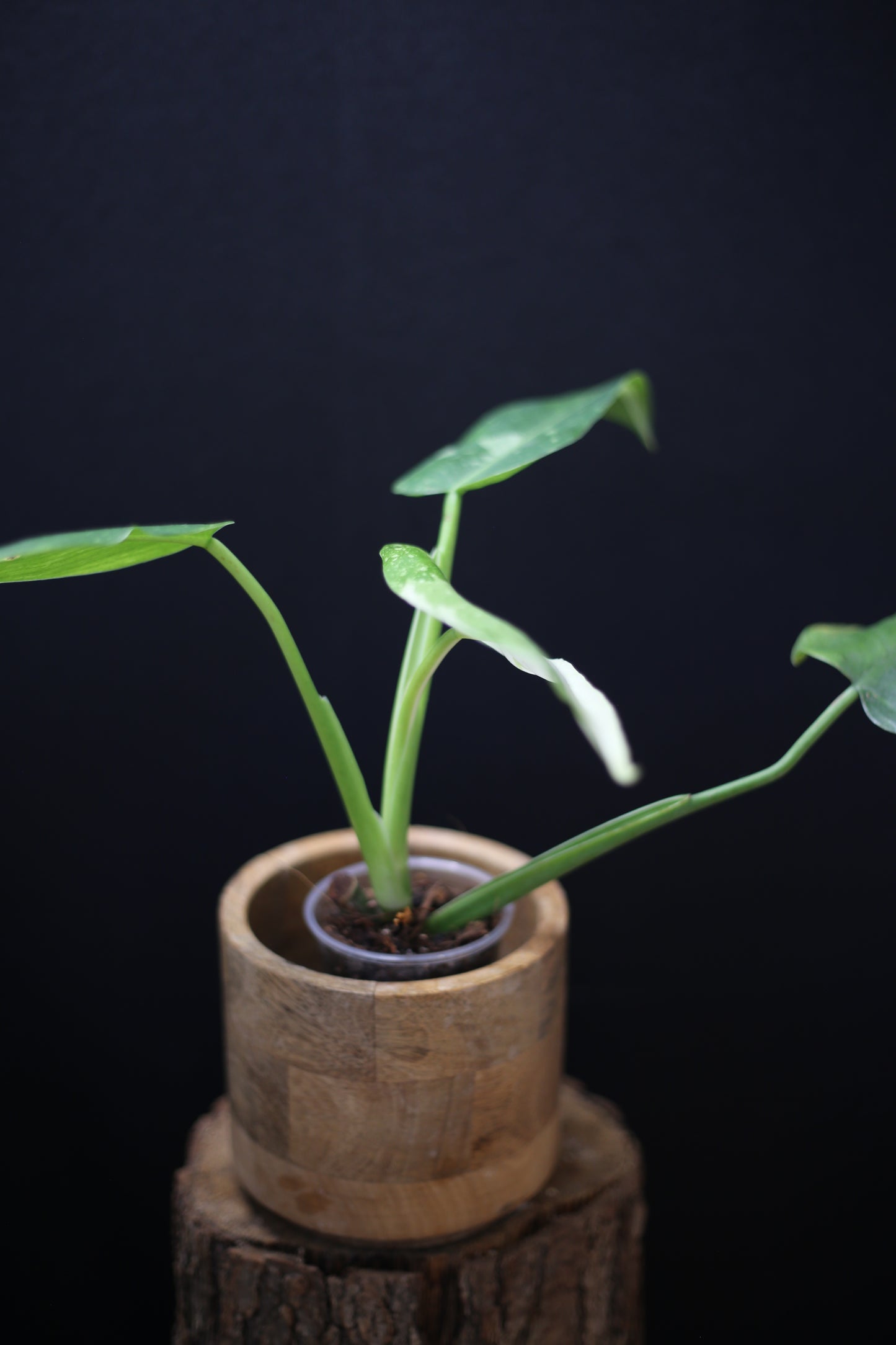 Growing - Philodendron Jose Buono Variegata - Heavily Variegated - New Bud Emerging - Rooted Plant UK