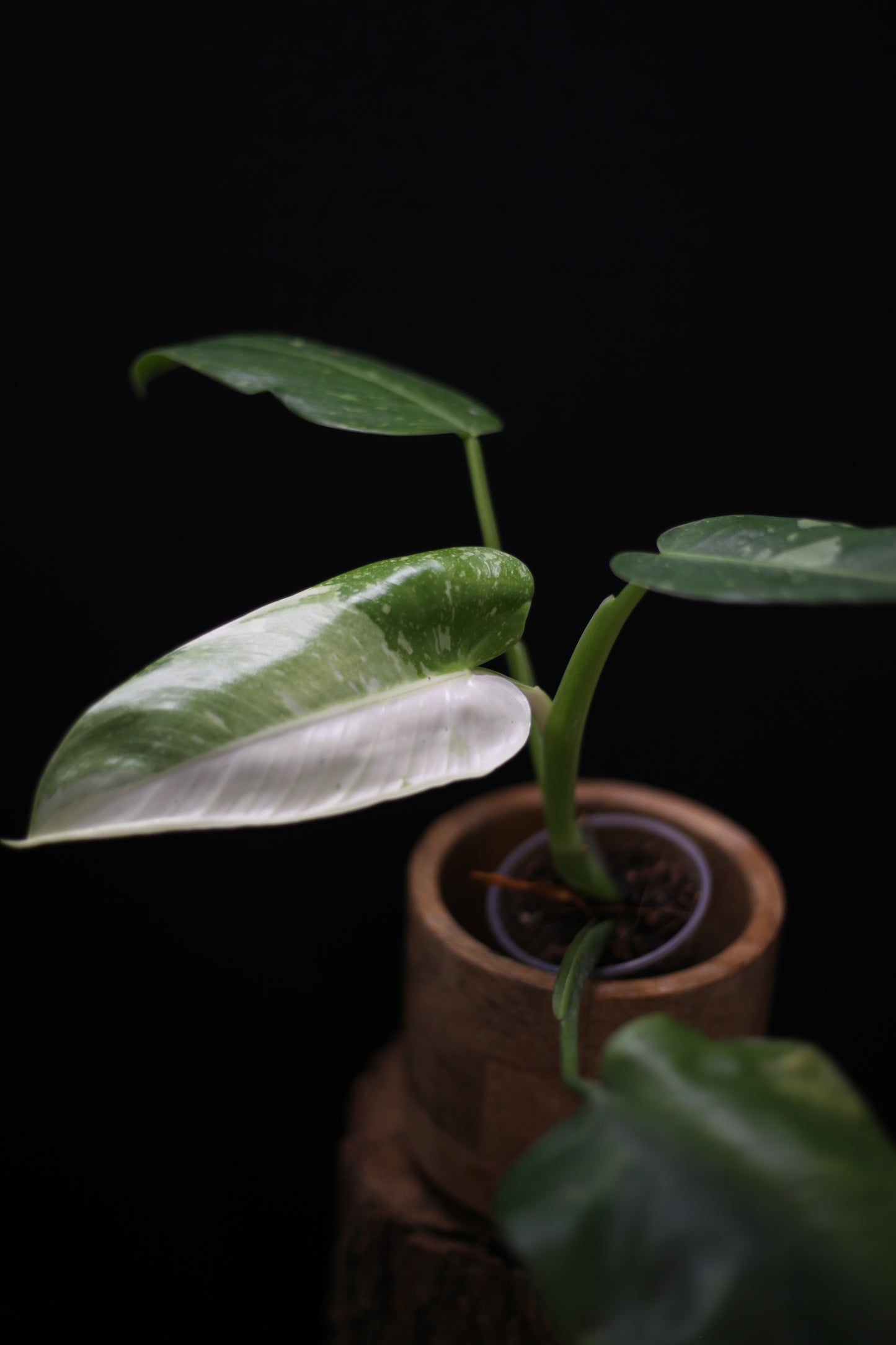 Growing - Philodendron Jose Buono Variegata - Heavily Variegated - New Bud Emerging - Rooted Plant UK