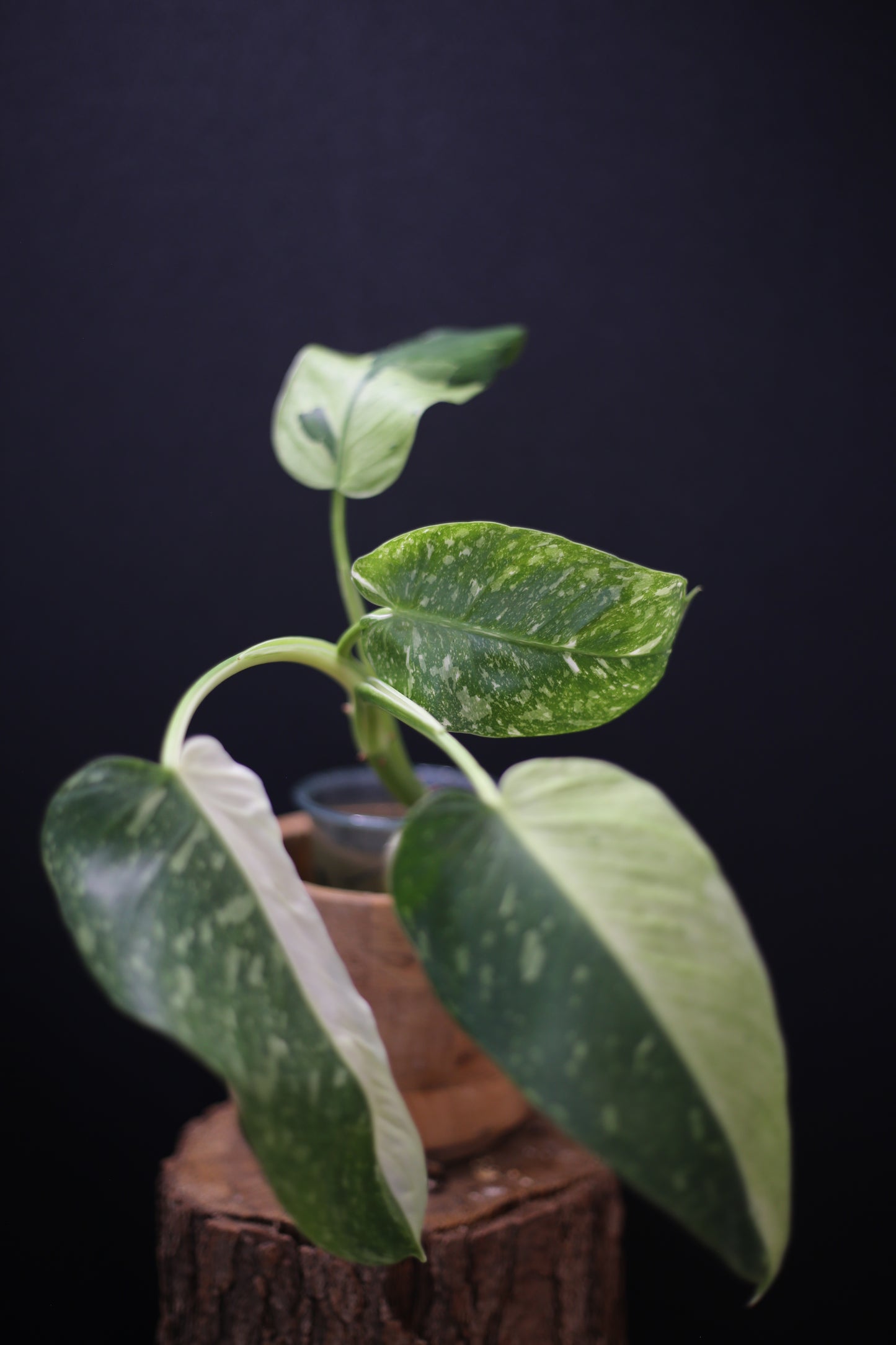 Growing - Philodendron Jose Buono Variegated - Minimal Variegation - New Leaf Unfurling - Hydroponic Grown UK
