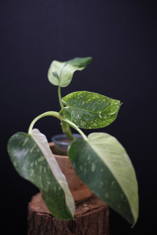 Growing - Philodendron Jose Buono Variegated - Minimal Variegation - New Leaf Unfurling - Hydroponic Grown UK