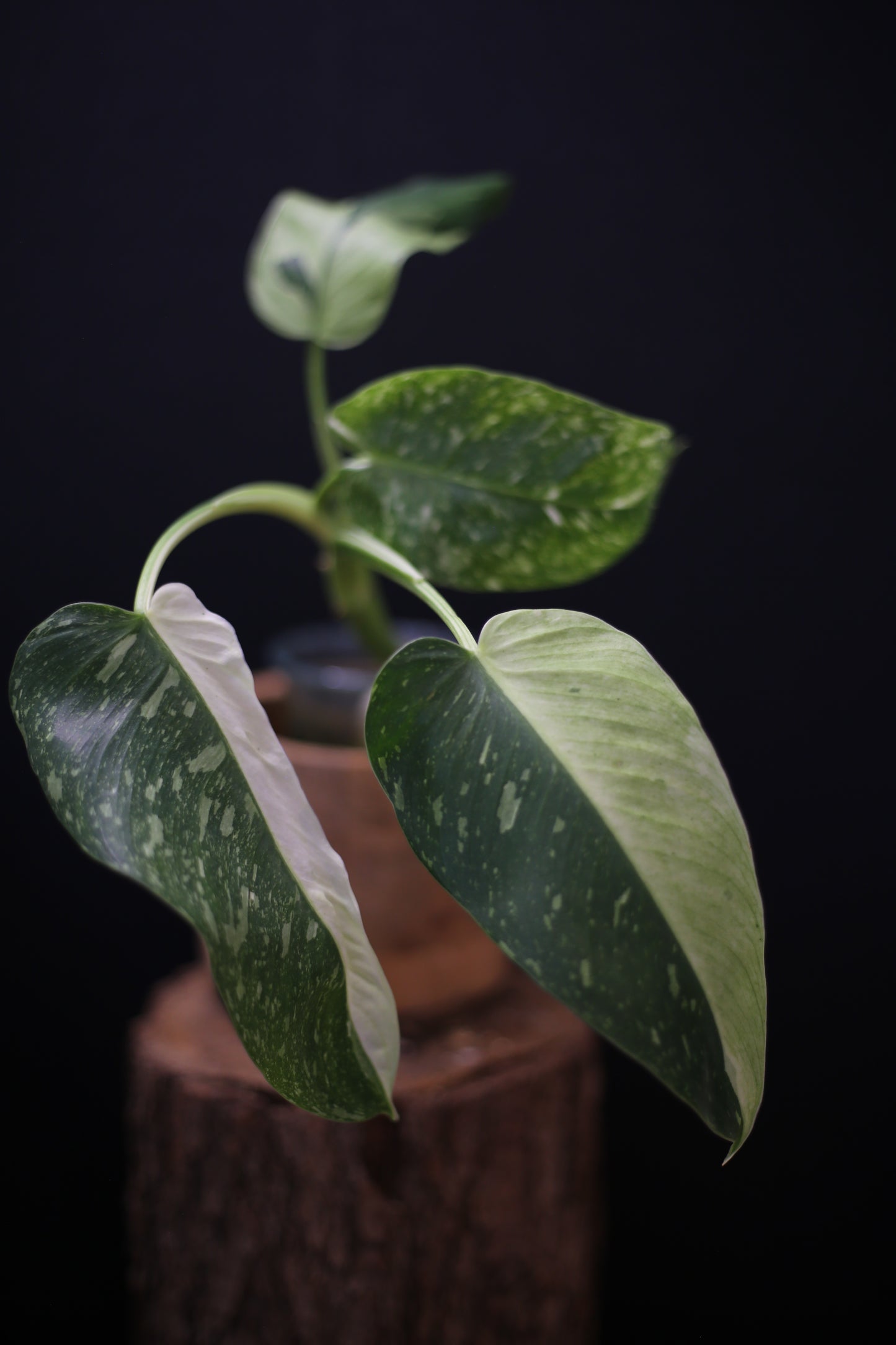 Growing - Philodendron Jose Buono Variegated - Minimal Variegation - New Leaf Unfurling - Hydroponic Grown UK