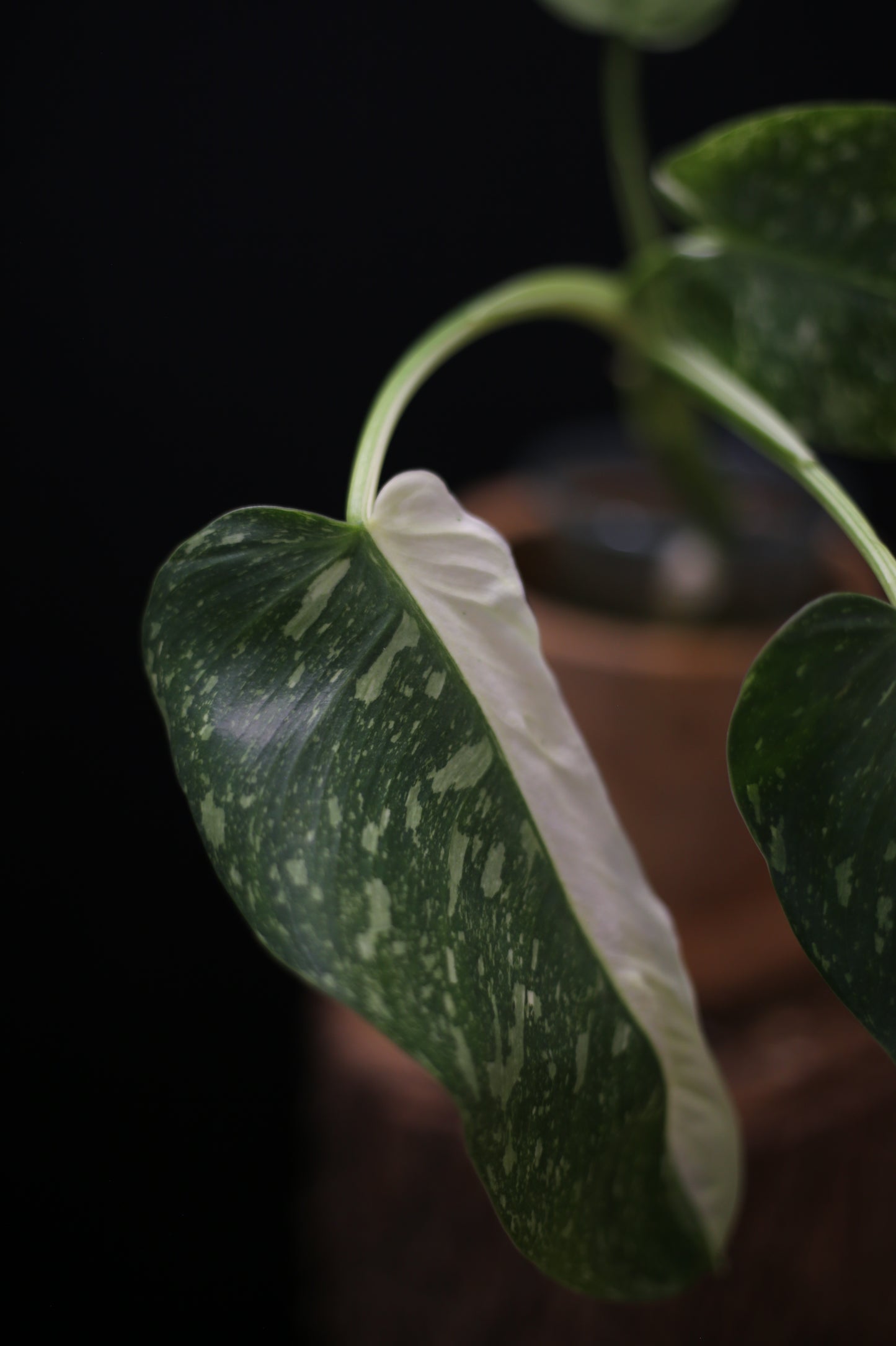 Growing - Philodendron Jose Buono Variegated - Minimal Variegation - New Leaf Unfurling - Hydroponic Grown UK