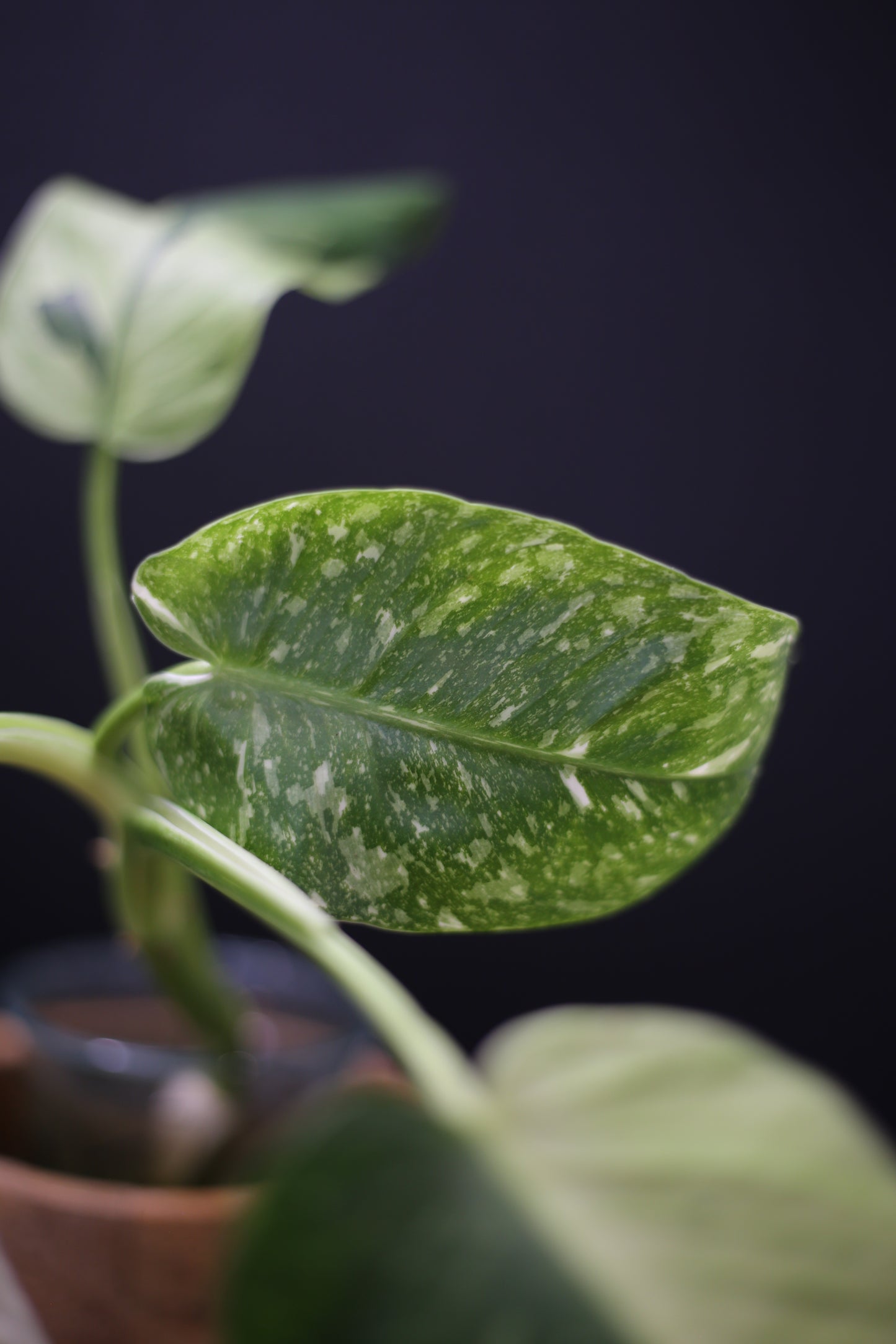 Growing - Philodendron Jose Buono Variegated - Minimal Variegation - New Leaf Unfurling - Hydroponic Grown UK