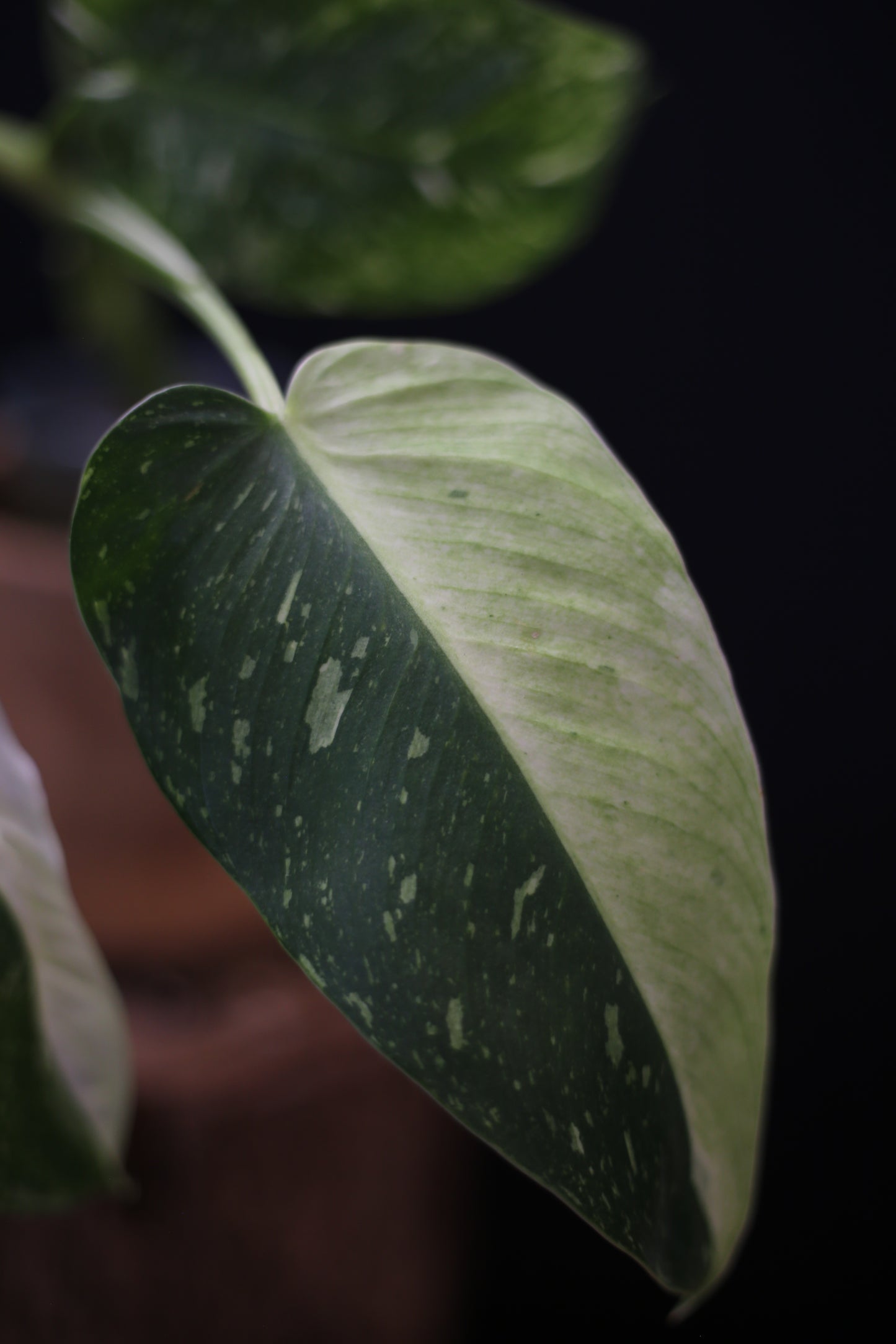Growing - Philodendron Jose Buono Variegated - Minimal Variegation - New Leaf Unfurling - Hydroponic Grown UK