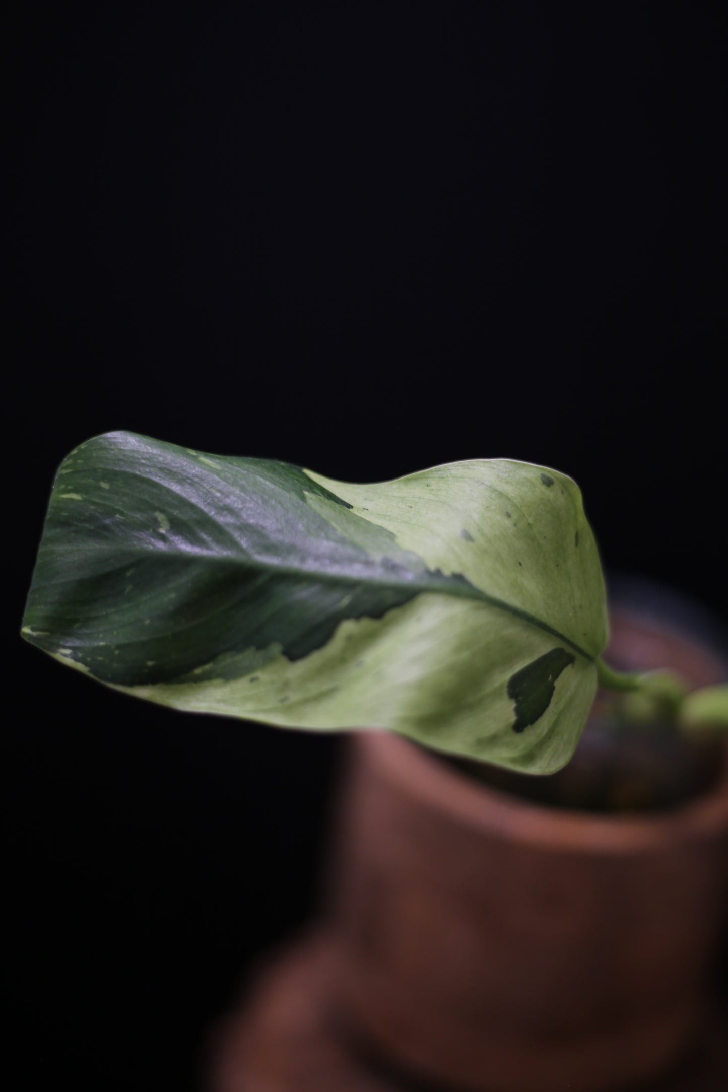 Growing - Philodendron Jose Buono Variegated - Minimal Variegation - New Leaf Unfurling - Hydroponic Grown UK