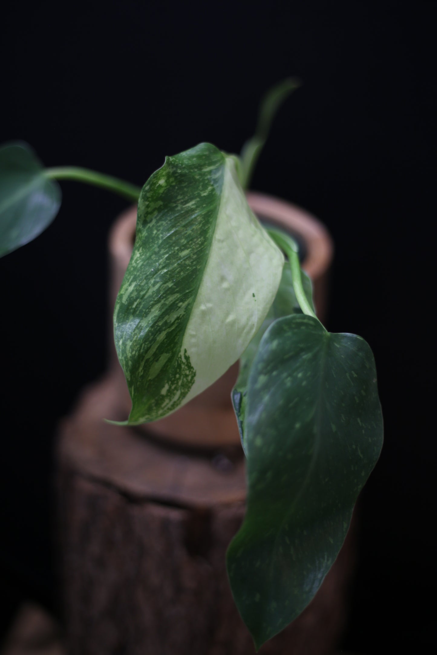 Philodendron Jose Buono Variegated - Beautiful Variegation