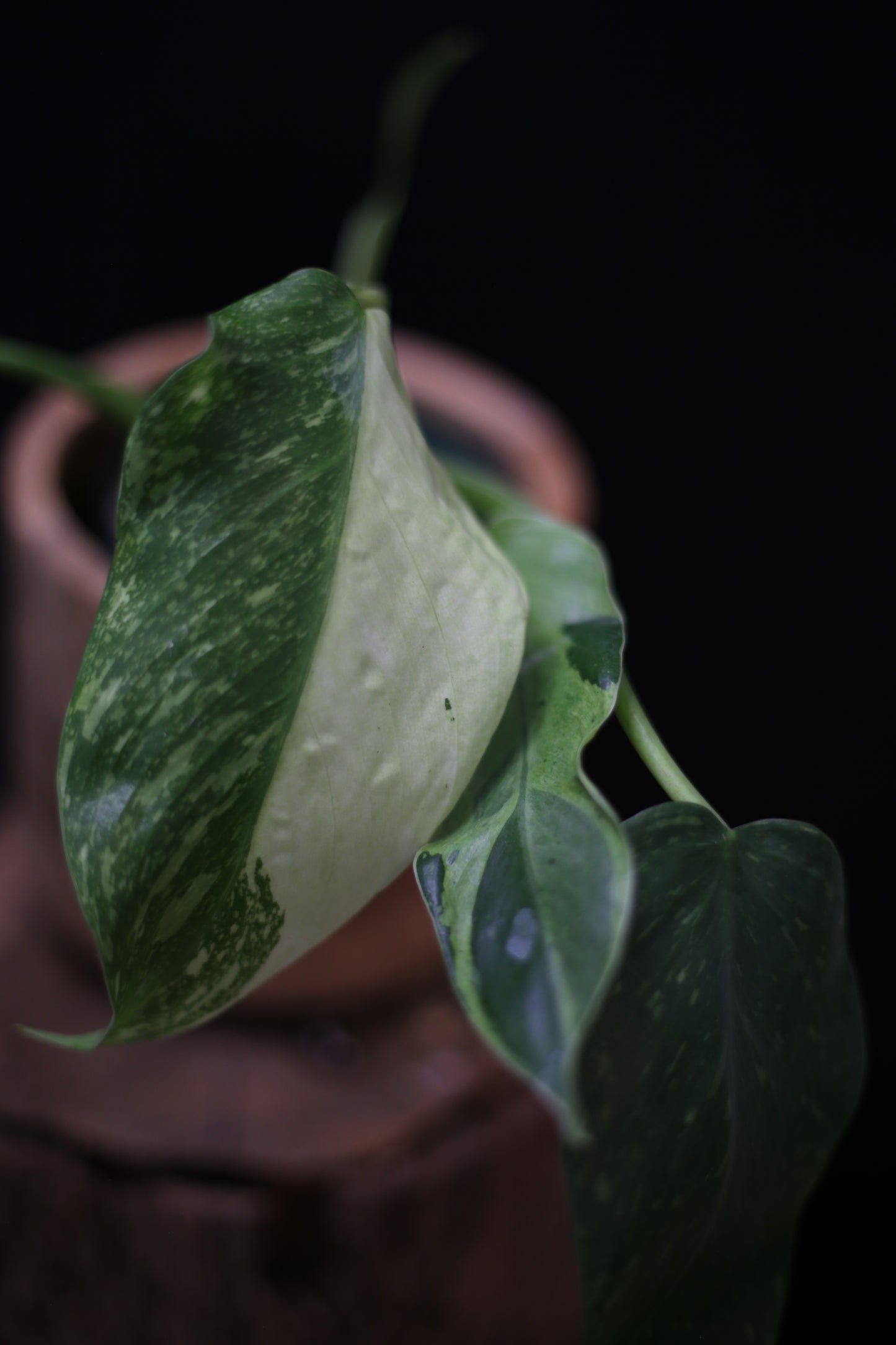 Philodendron Jose Buono Variegated - Beautiful Variegation