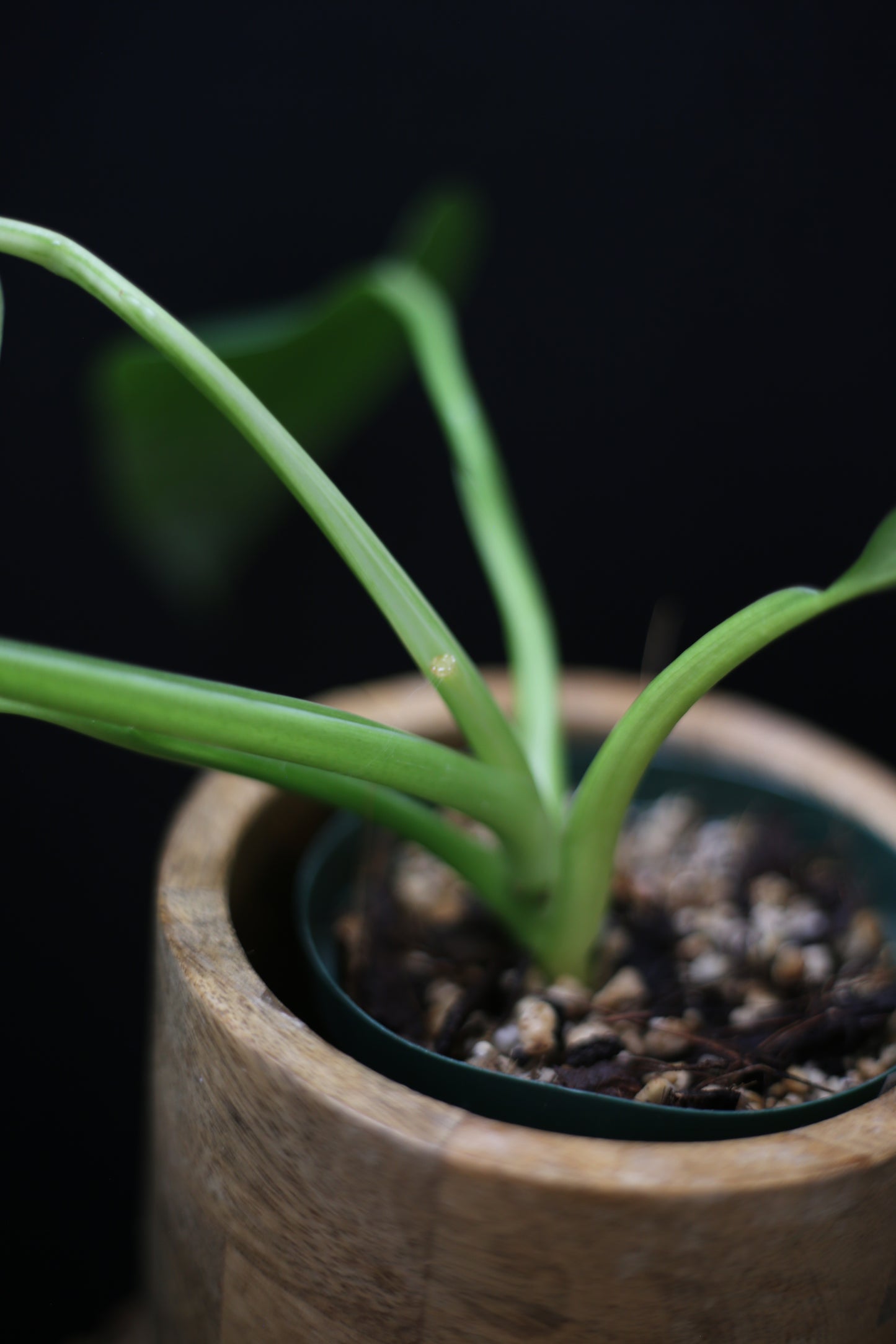 Philodendron Jose Buono Variegated - Beautiful Variegation