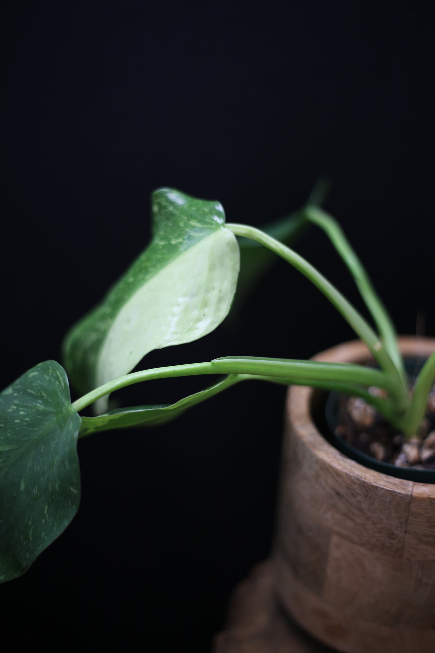 Philodendron Jose Buono Variegated - Beautiful Variegation