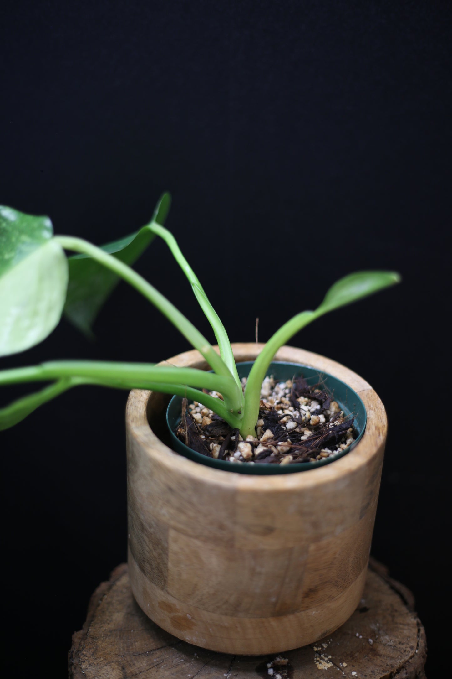 Philodendron Jose Buono Variegated - Beautiful Variegation