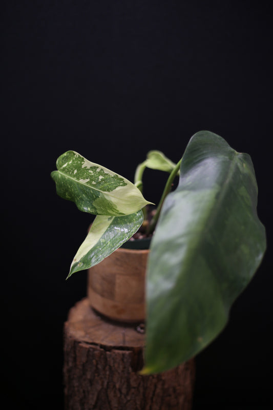 Growing - Philodendron Jose Buono Variegata - Heavy Cream Variegation - Multiple Leaves - Rooted Plant UK
