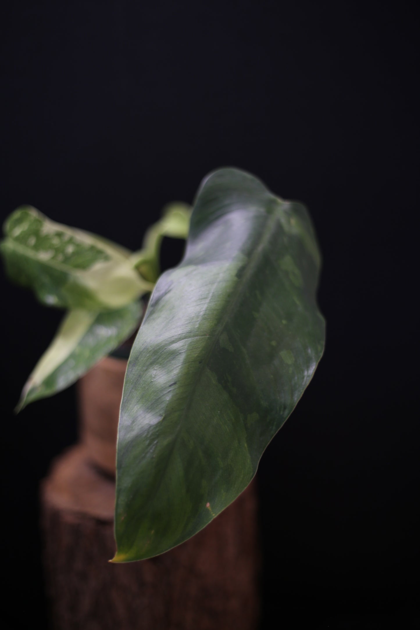 Growing - Philodendron Jose Buono Variegata - Heavy Cream Variegation - Multiple Leaves - Rooted Plant UK
