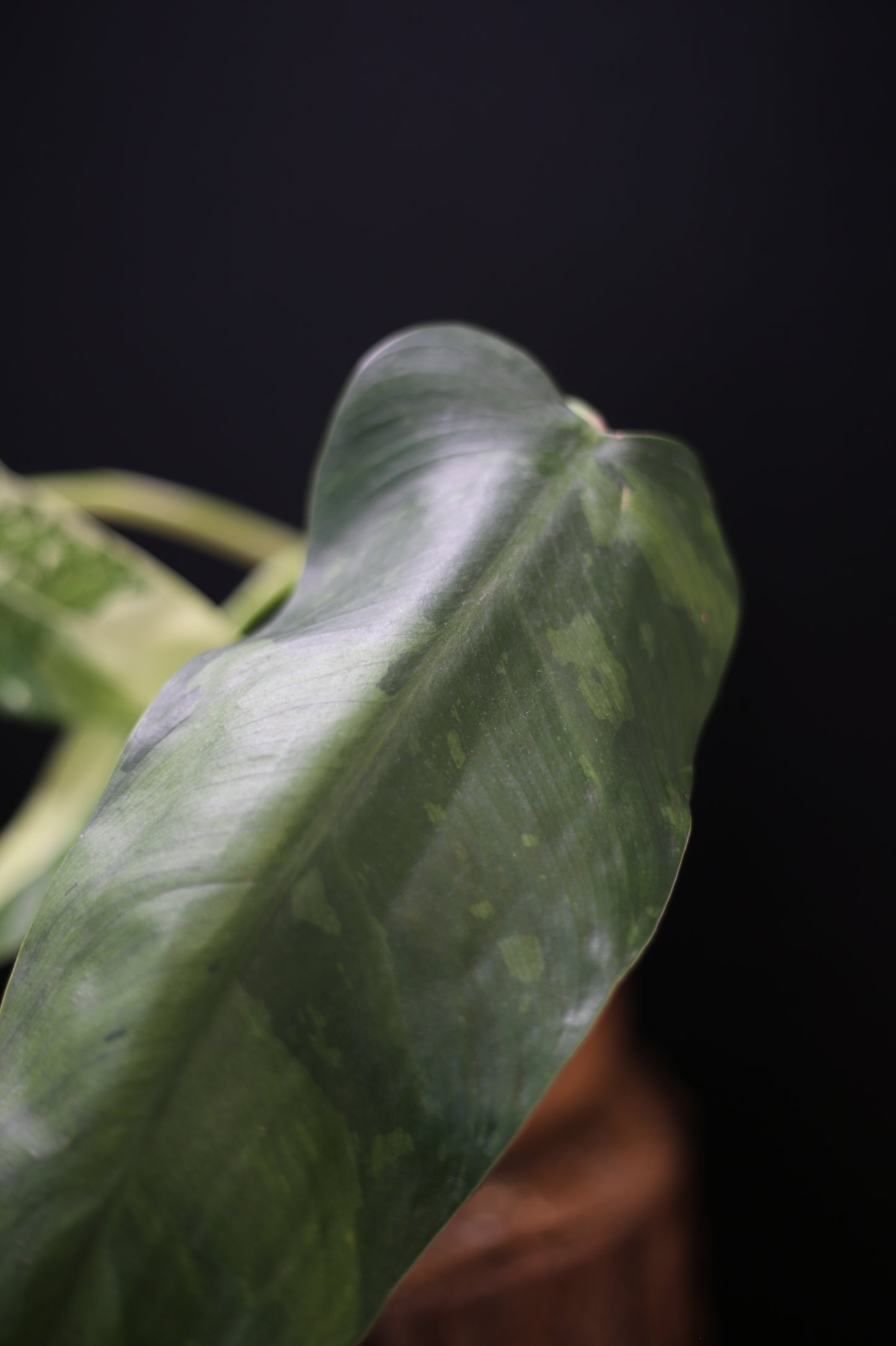 Growing - Philodendron Jose Buono Variegata - Heavy Cream Variegation - Multiple Leaves - Rooted Plant UK