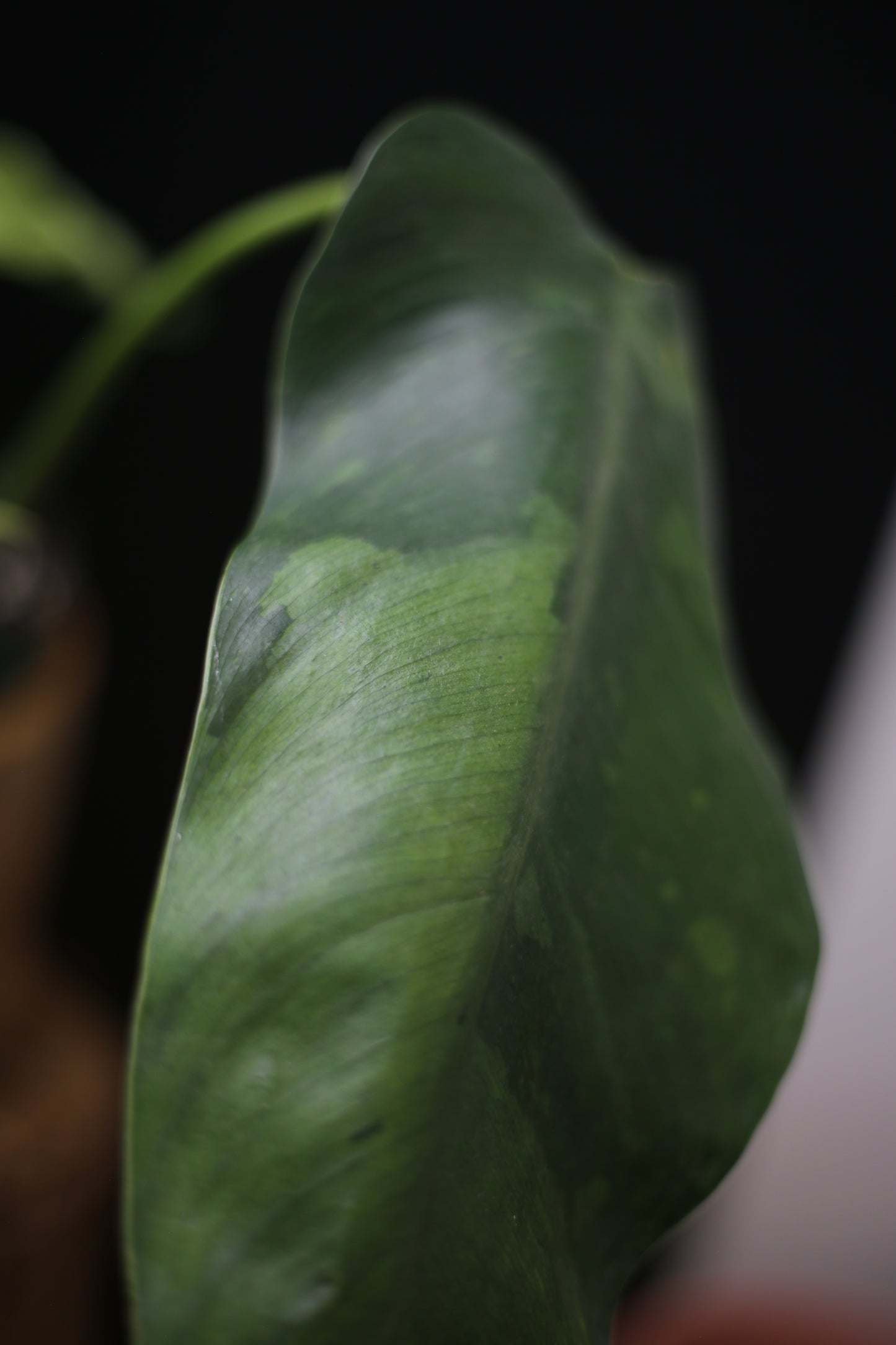 Growing - Philodendron Jose Buono Variegata - Heavy Cream Variegation - Multiple Leaves - Rooted Plant UK