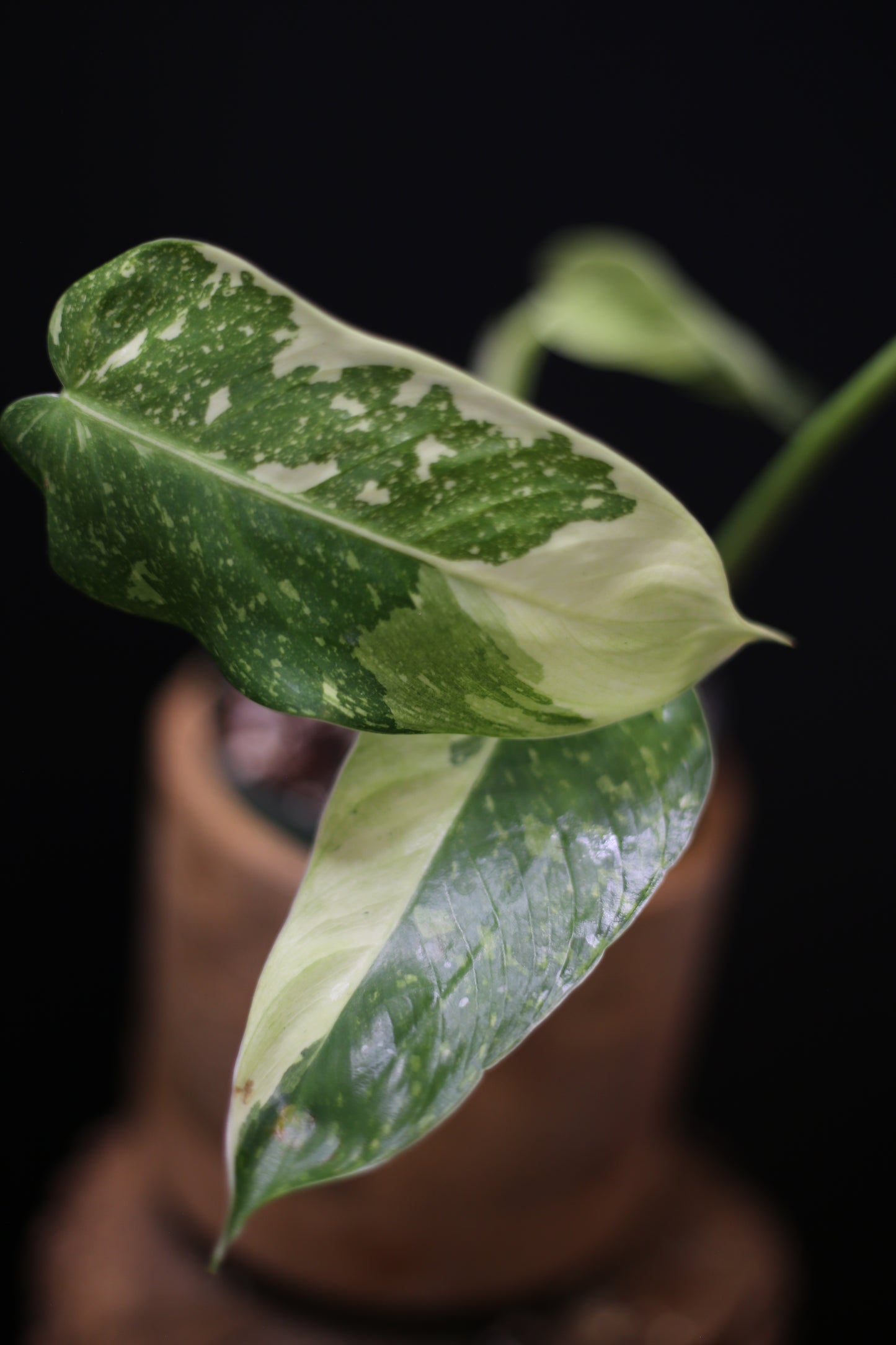 Growing - Philodendron Jose Buono Variegata - Heavy Cream Variegation - Multiple Leaves - Rooted Plant UK