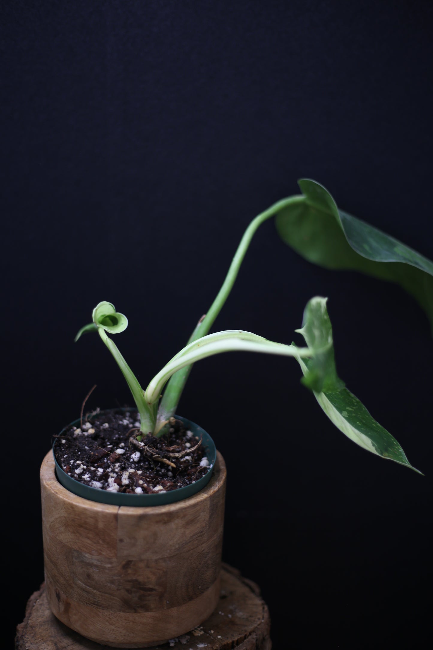 Growing - Philodendron Jose Buono Variegata - Heavy Cream Variegation - Multiple Leaves - Rooted Plant UK
