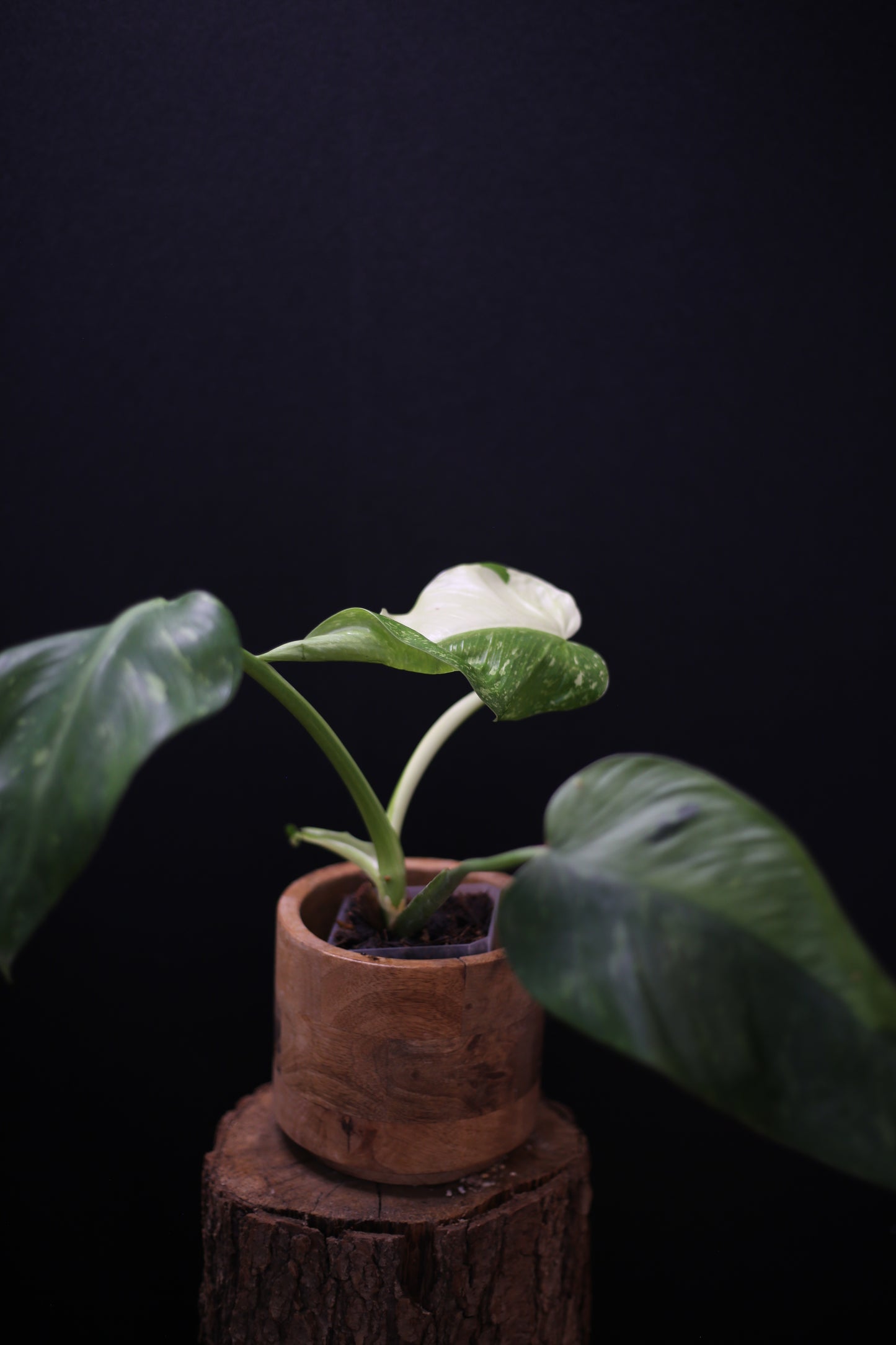Philodendron Jose Buono Variegated - Heavy Cream Variegation