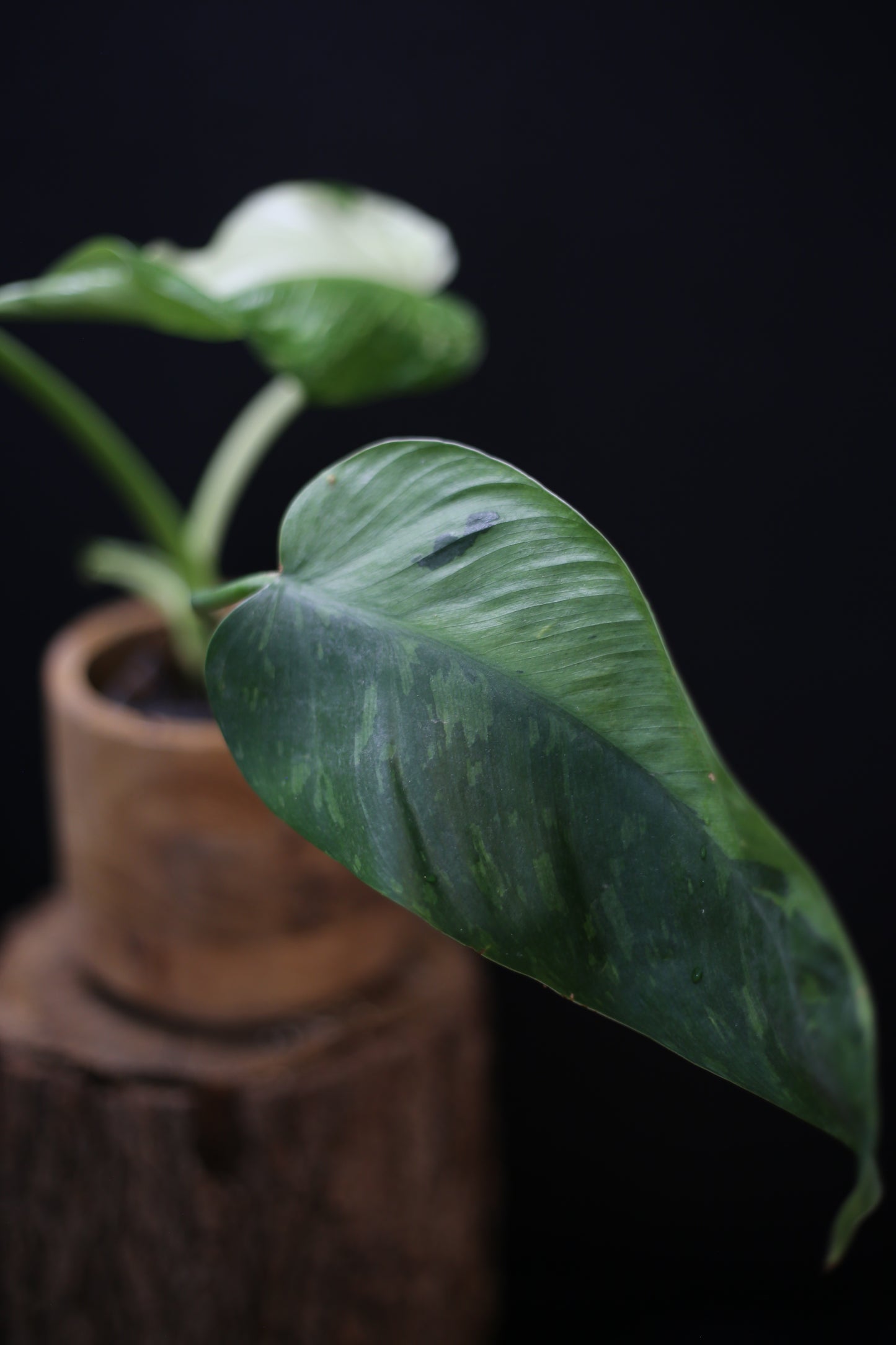 Philodendron Jose Buono Variegated - Heavy Cream Variegation