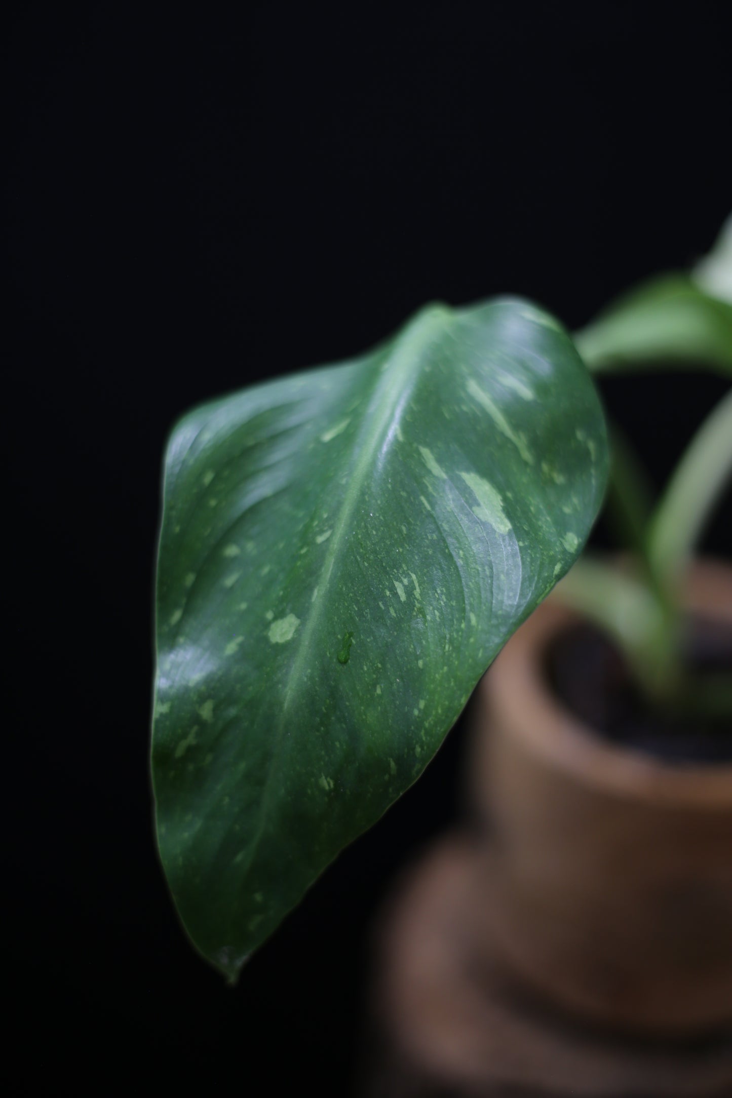 Philodendron Jose Buono Variegated - Heavy Cream Variegation