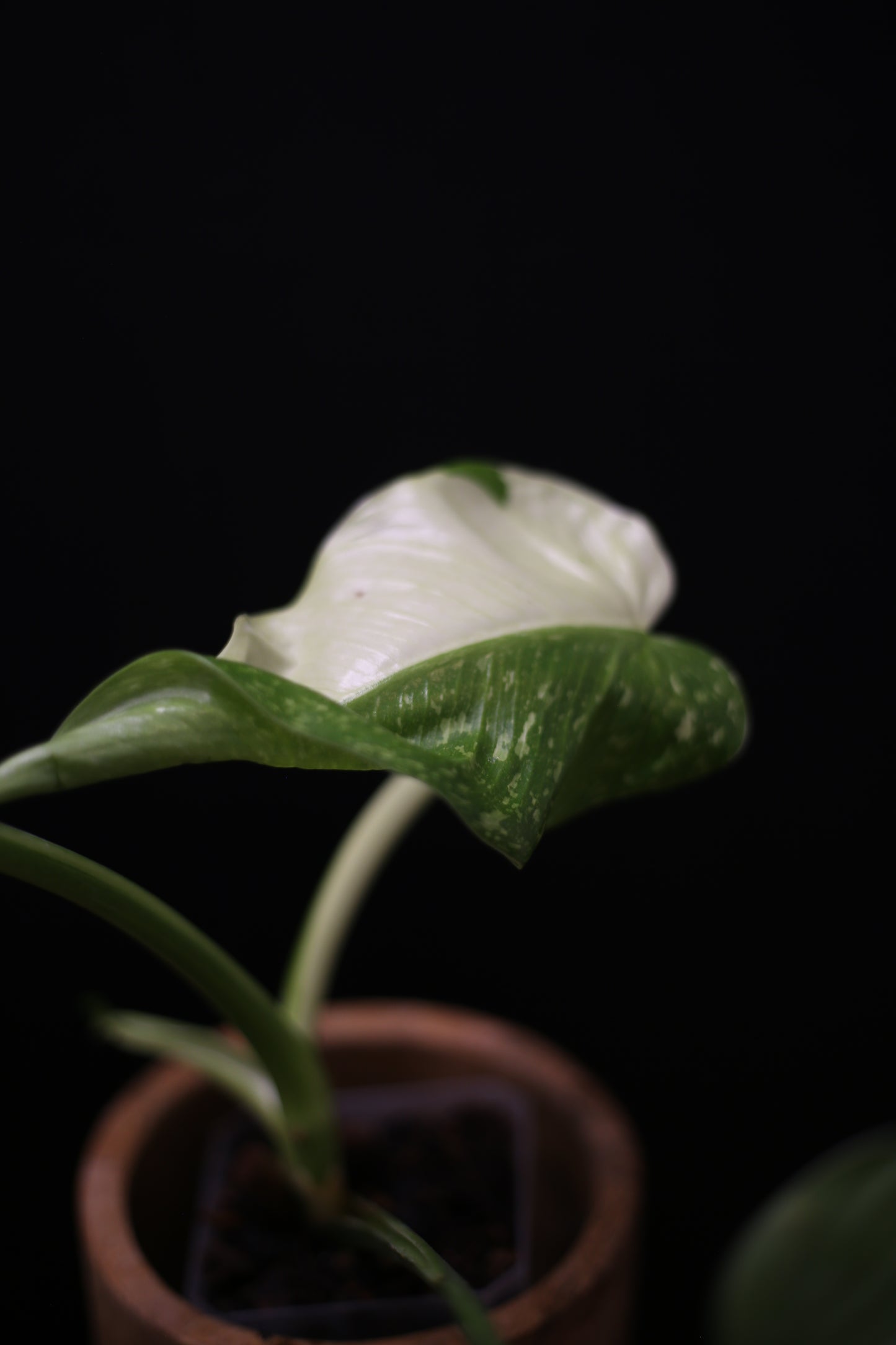 Philodendron Jose Buono Variegated - Heavy Cream Variegation
