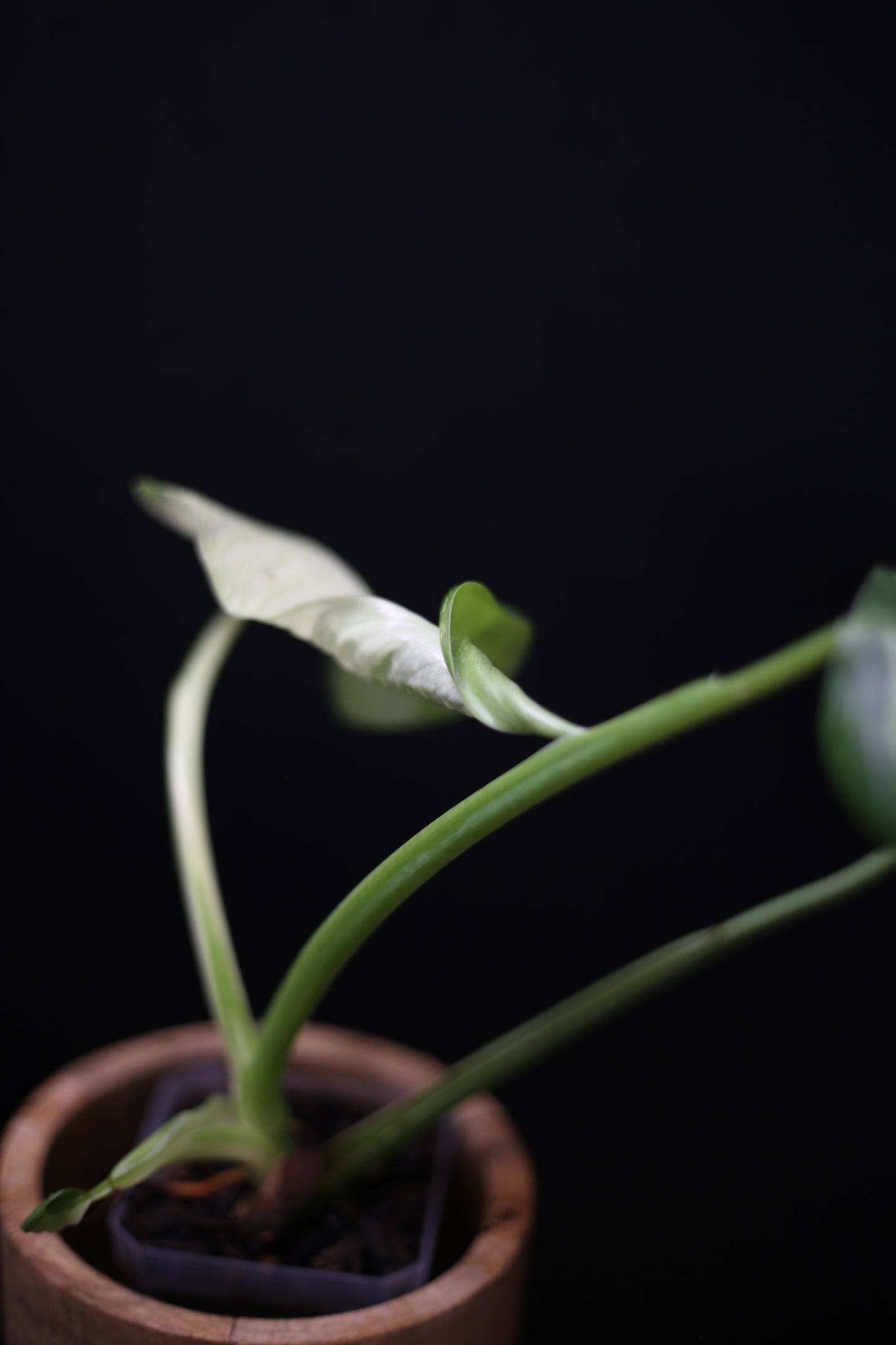 Philodendron Jose Buono Variegated - Heavy Cream Variegation