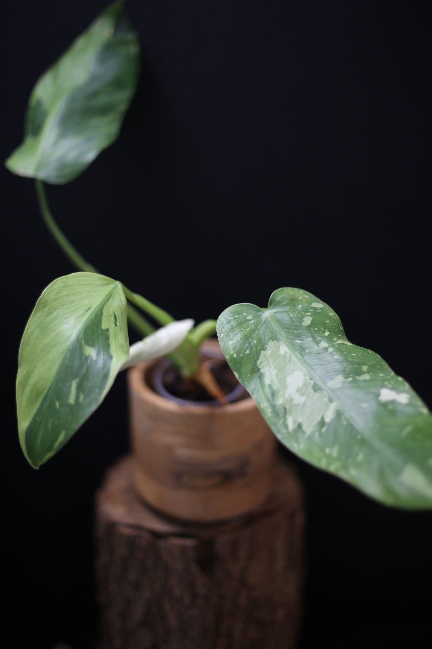 Philodendron Jose Buono Variegated - Heavy Cream Variegation
