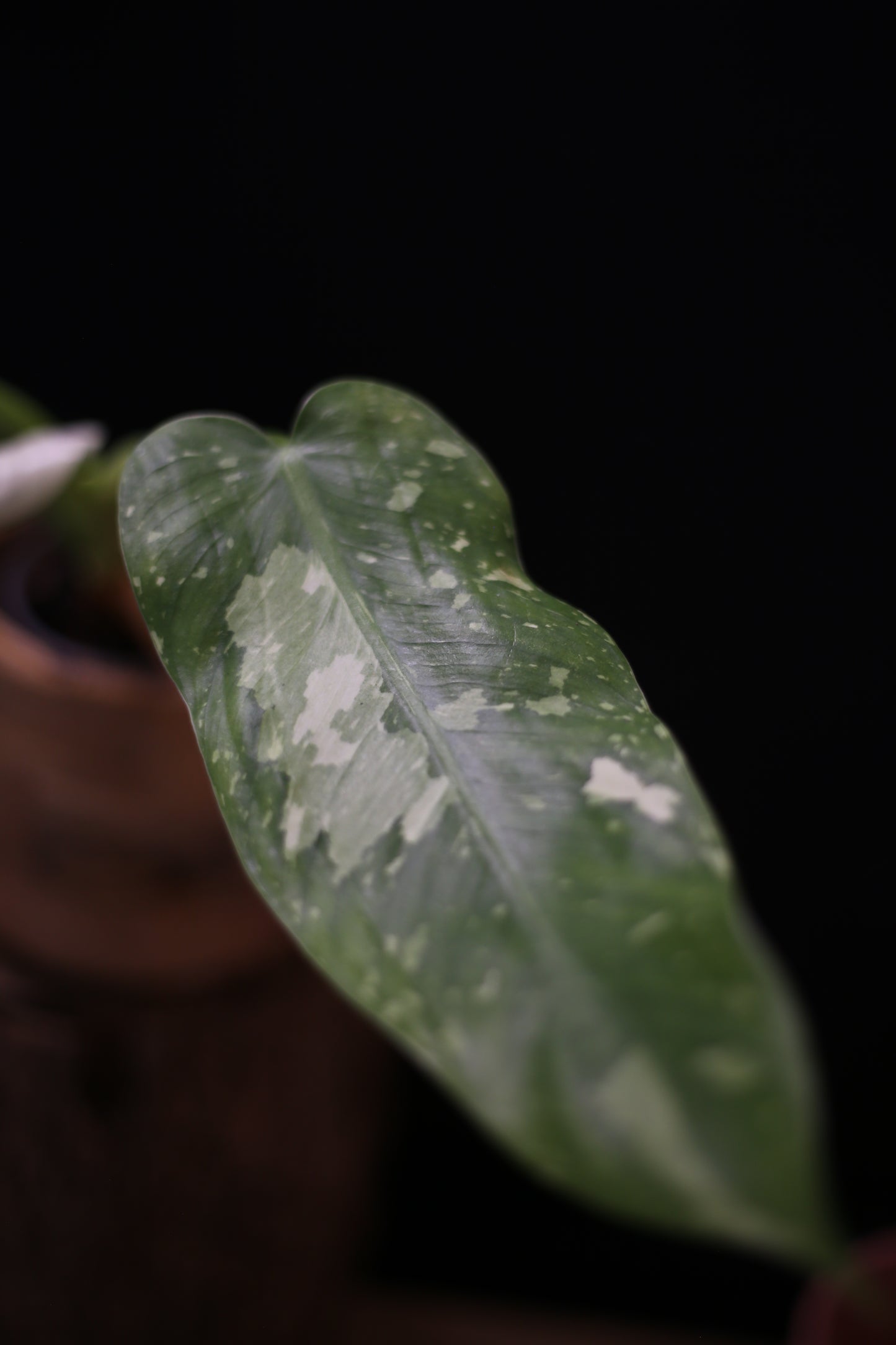 Philodendron Jose Buono Variegated - Heavy Cream Variegation