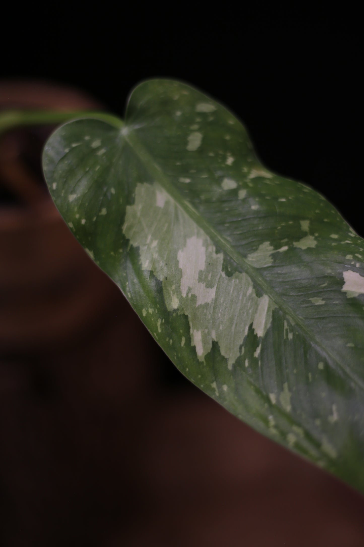 Philodendron Jose Buono Variegated - Heavy Cream Variegation