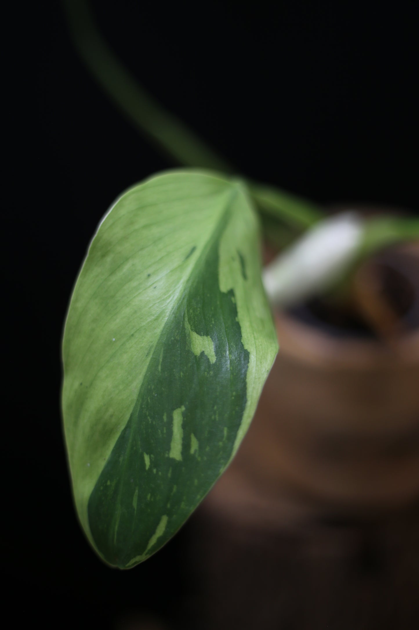 Philodendron Jose Buono Variegated - Heavy Cream Variegation