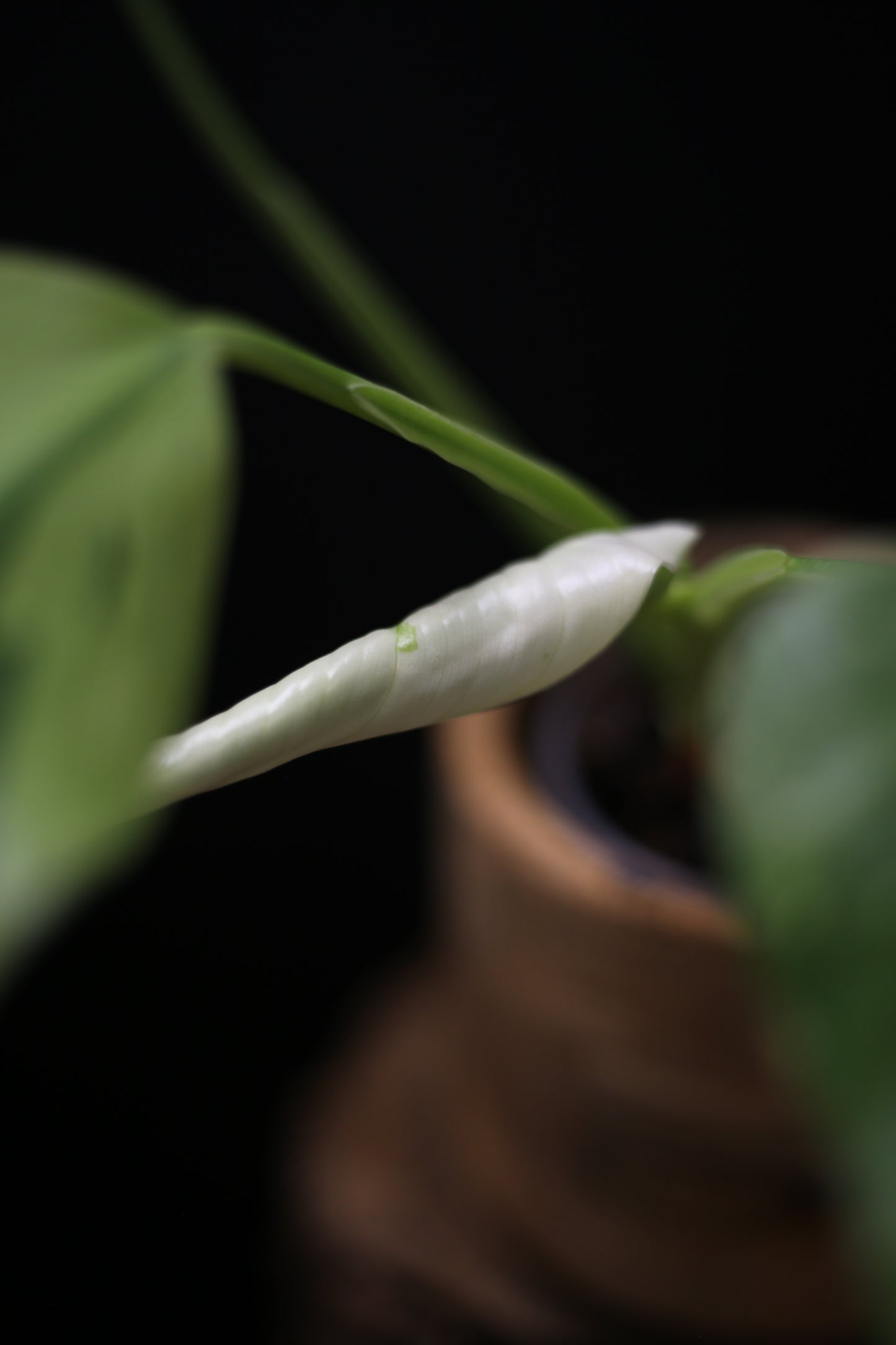 Philodendron Jose Buono Variegated - Heavy Cream Variegation
