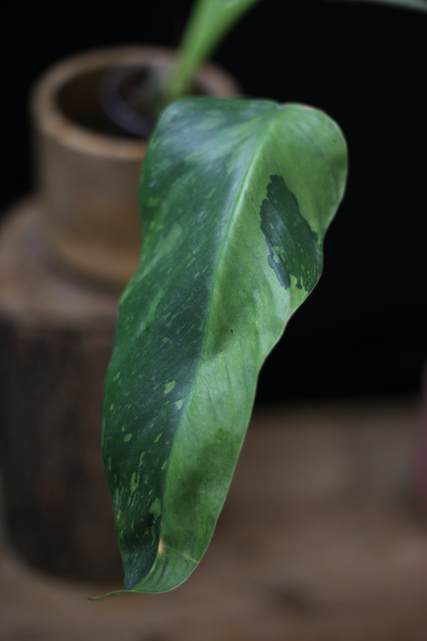 Philodendron Jose Buono Variegated - Heavy Cream Variegation