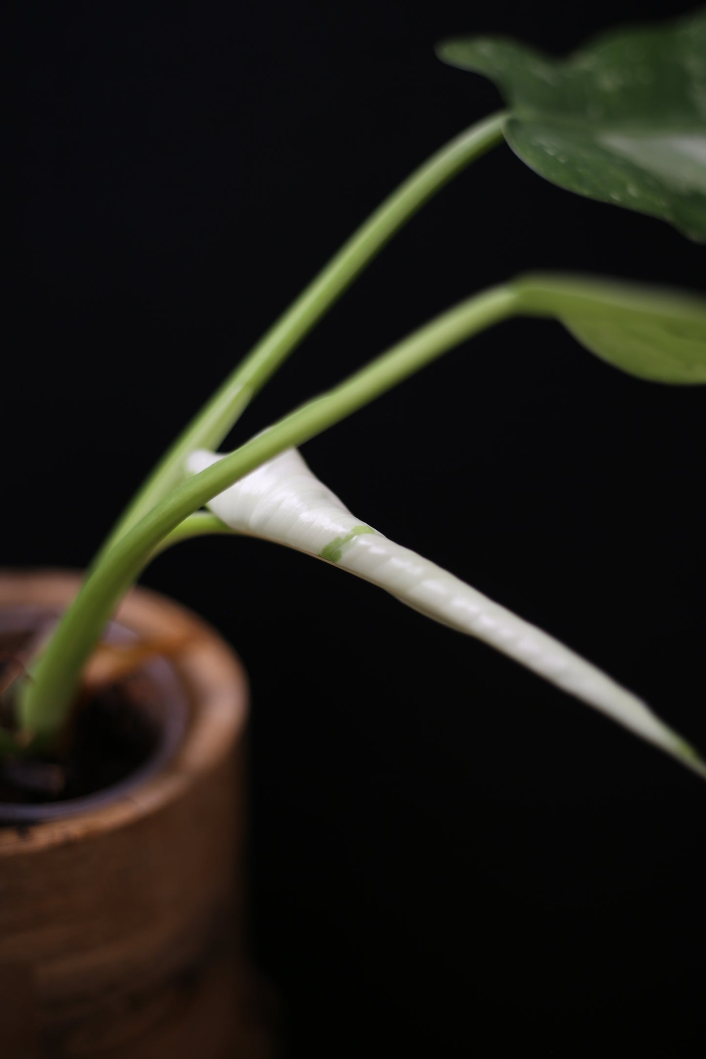 Philodendron Jose Buono Variegated - Heavy Cream Variegation