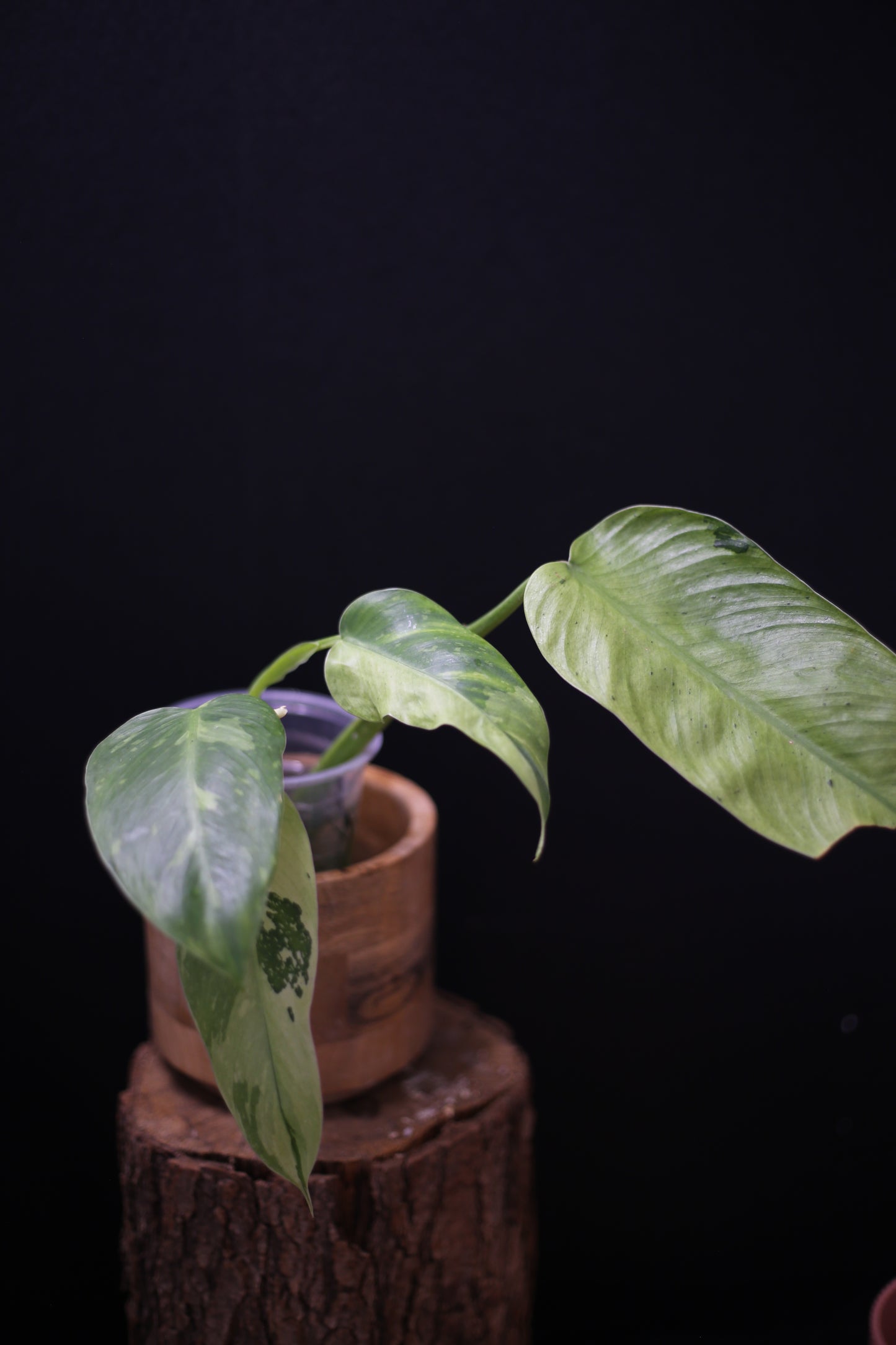 Philodendron Jose Buono Variegated - Multi color Cream Variegation