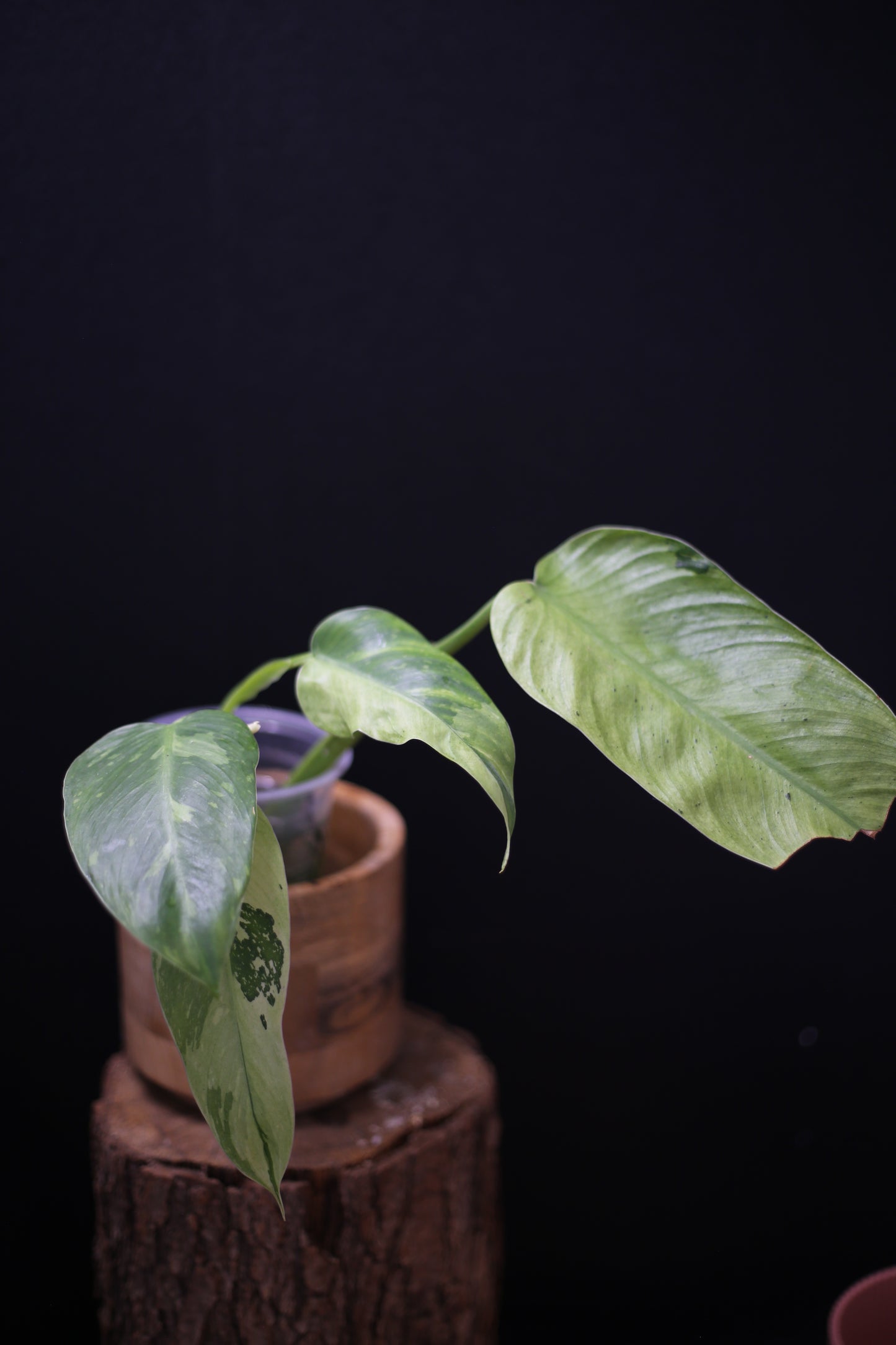 Philodendron Jose Buono Variegated - Multi color Cream Variegation