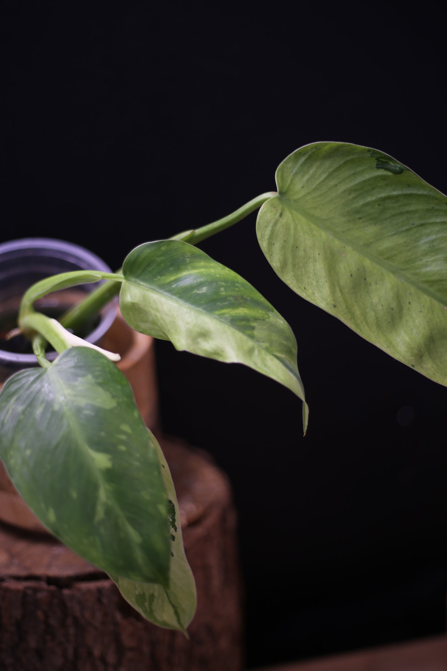 Philodendron Jose Buono Variegated - Multi color Cream Variegation