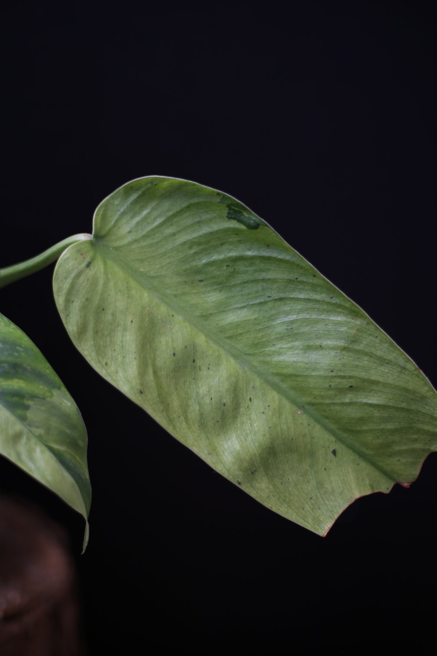 Philodendron Jose Buono Variegated - Multi color Cream Variegation