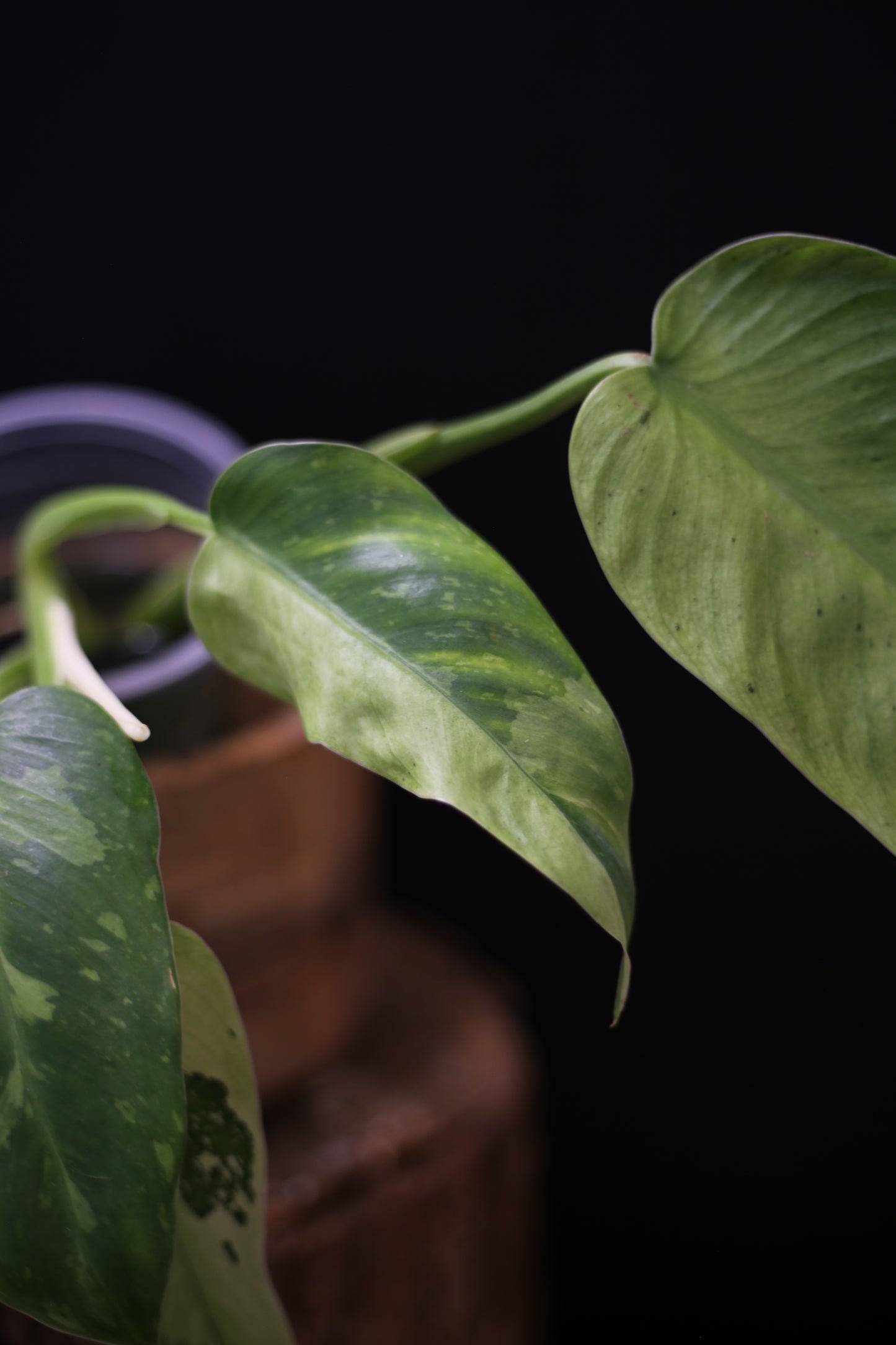 Philodendron Jose Buono Variegated - Multi color Cream Variegation